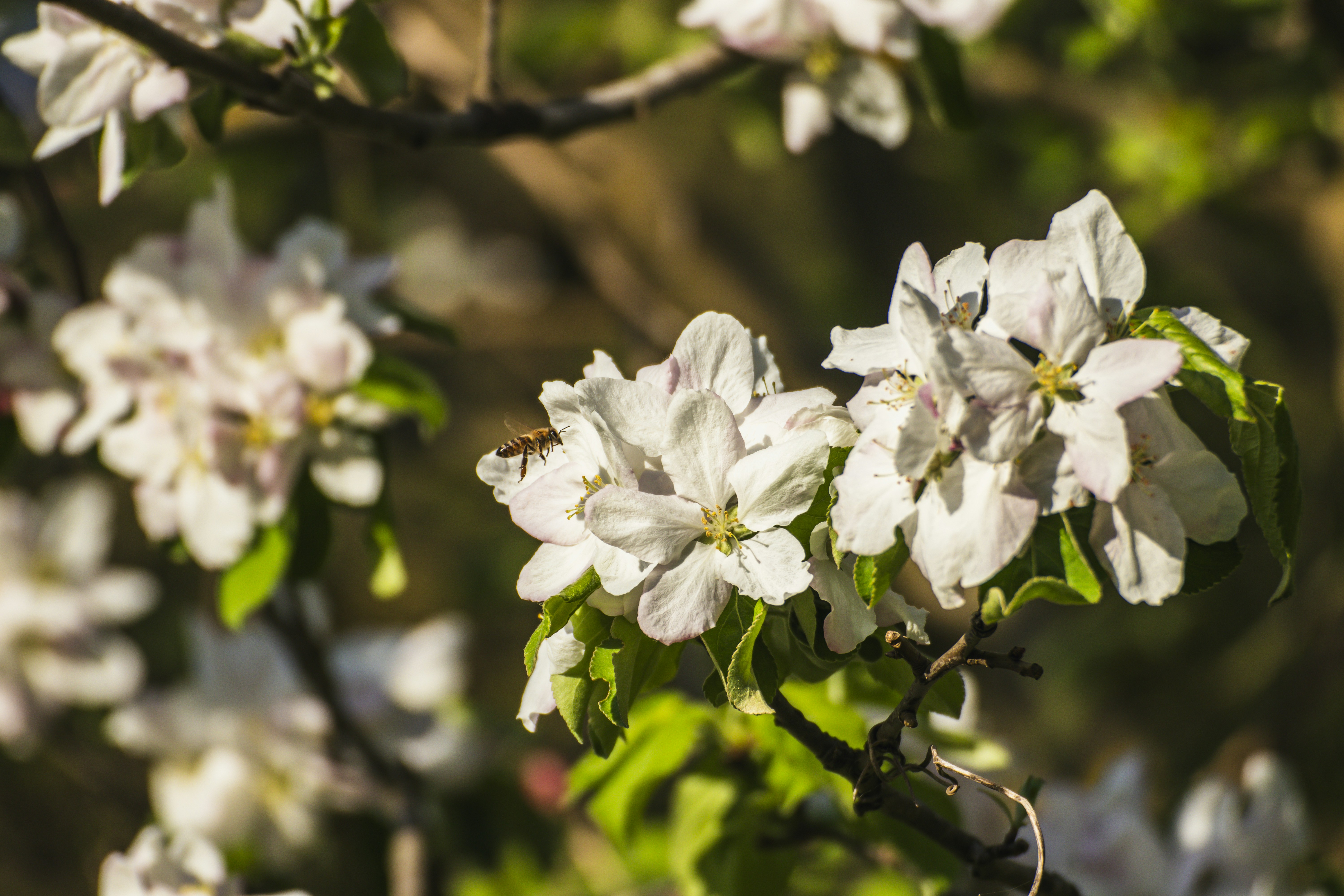 Photo by burakbasgoze