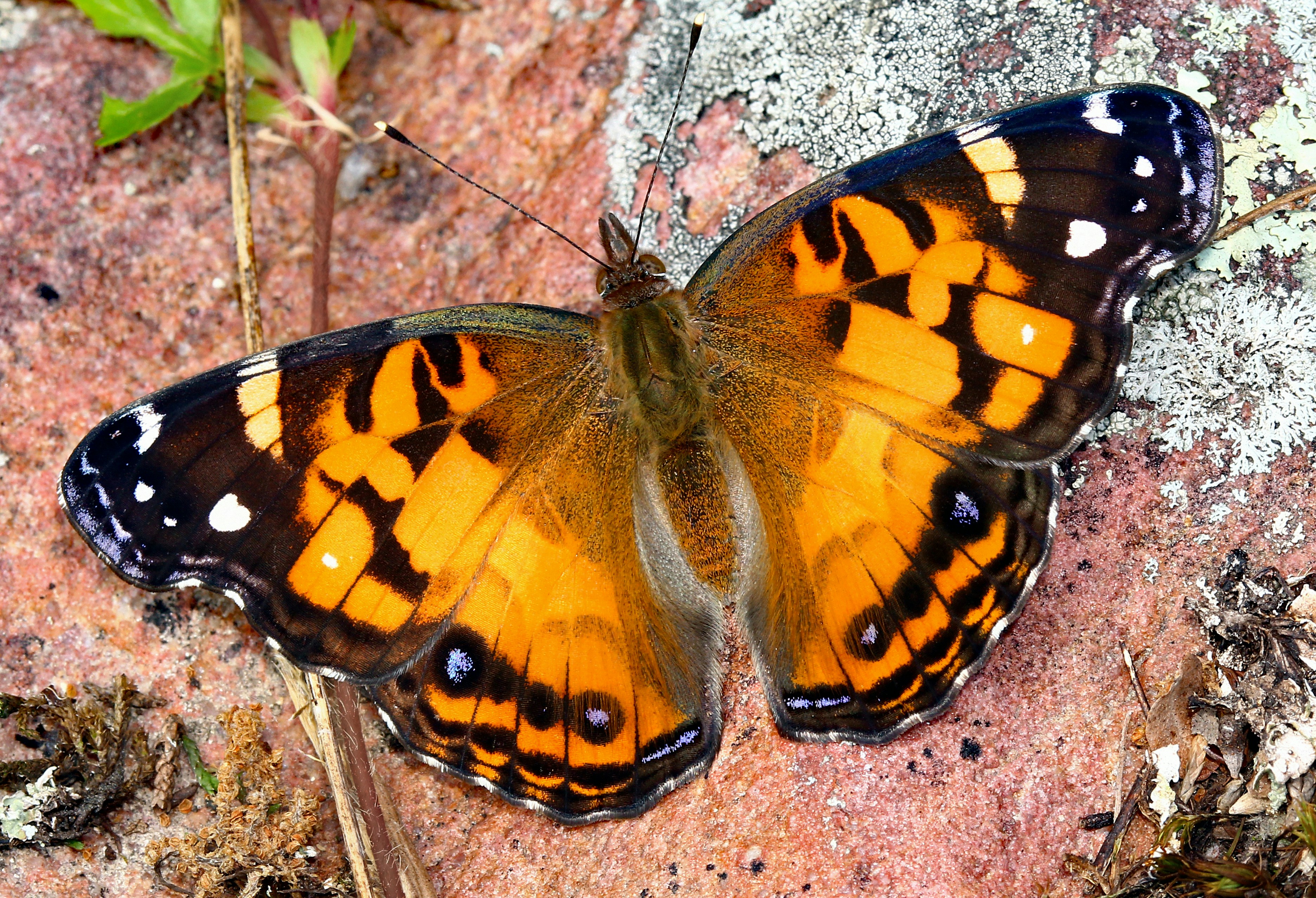 Photo by telliottmbamsc