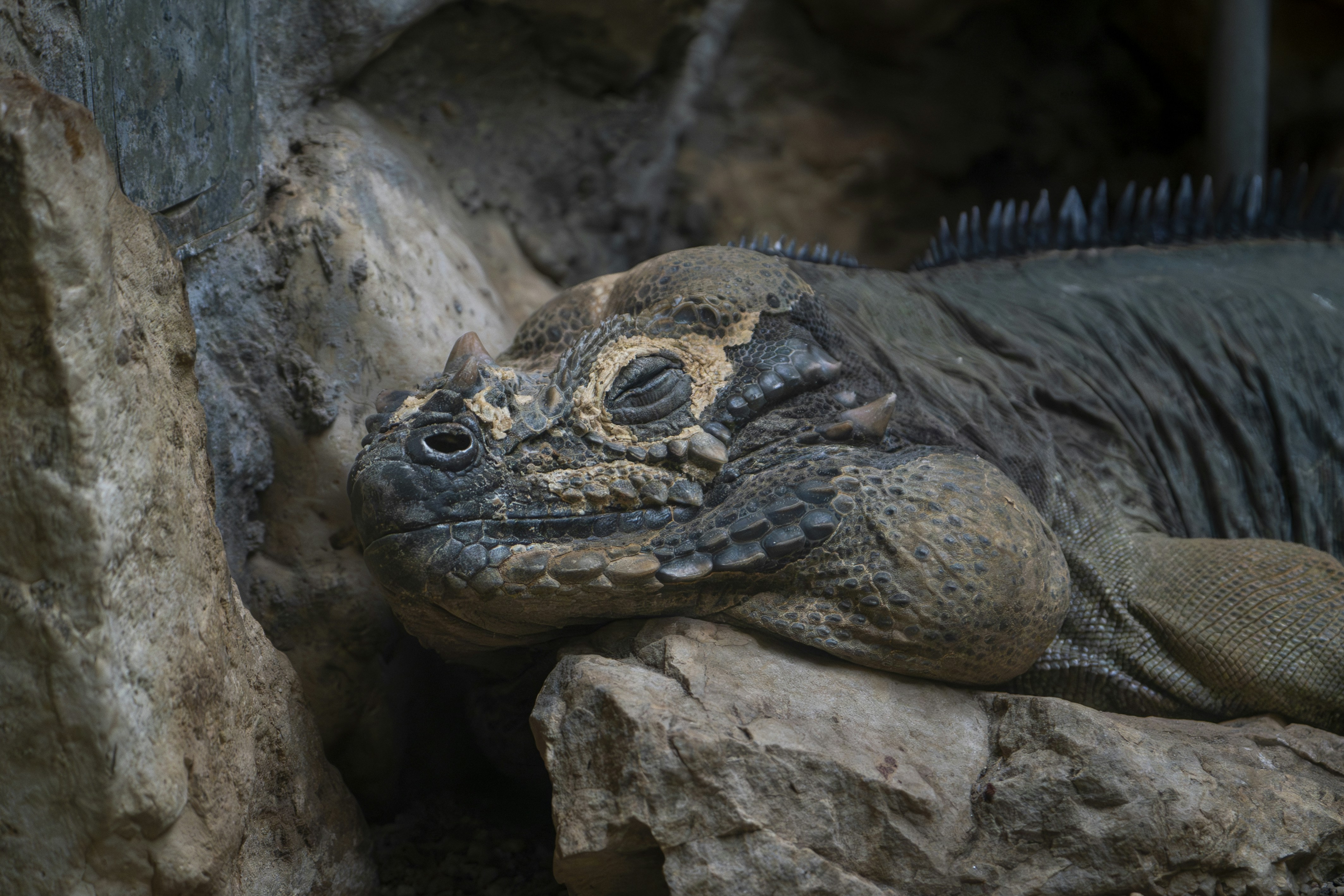 A close up of a lizard on a rock