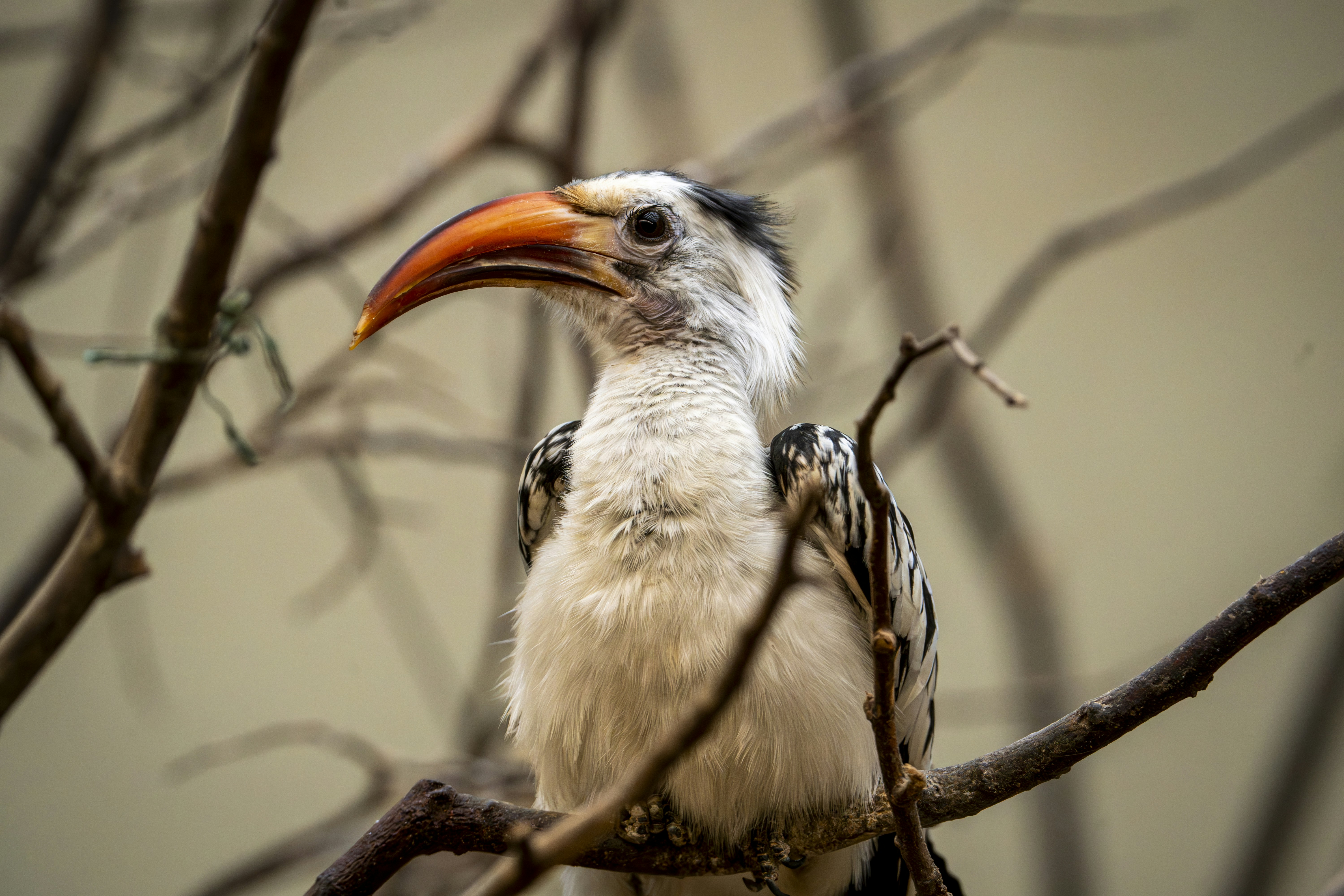 A bird with an orange beak sitting on a tree branch