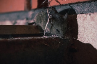 A rat is sitting on the ledge of a building
