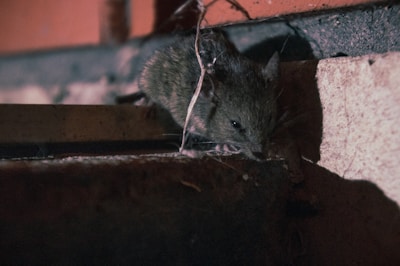 A rat is sitting on the ledge of a building