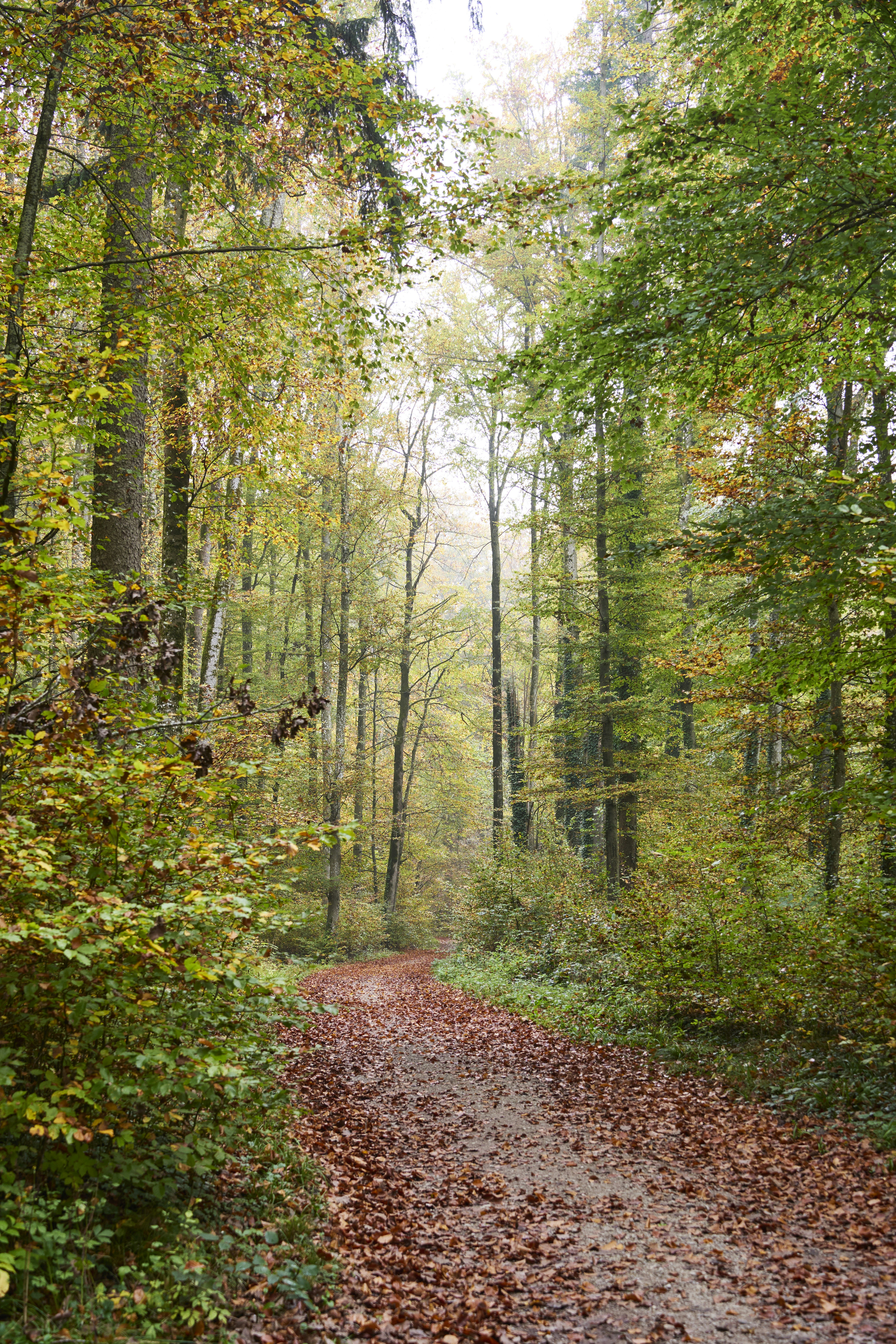 Photo by wolfgang_hasselmann