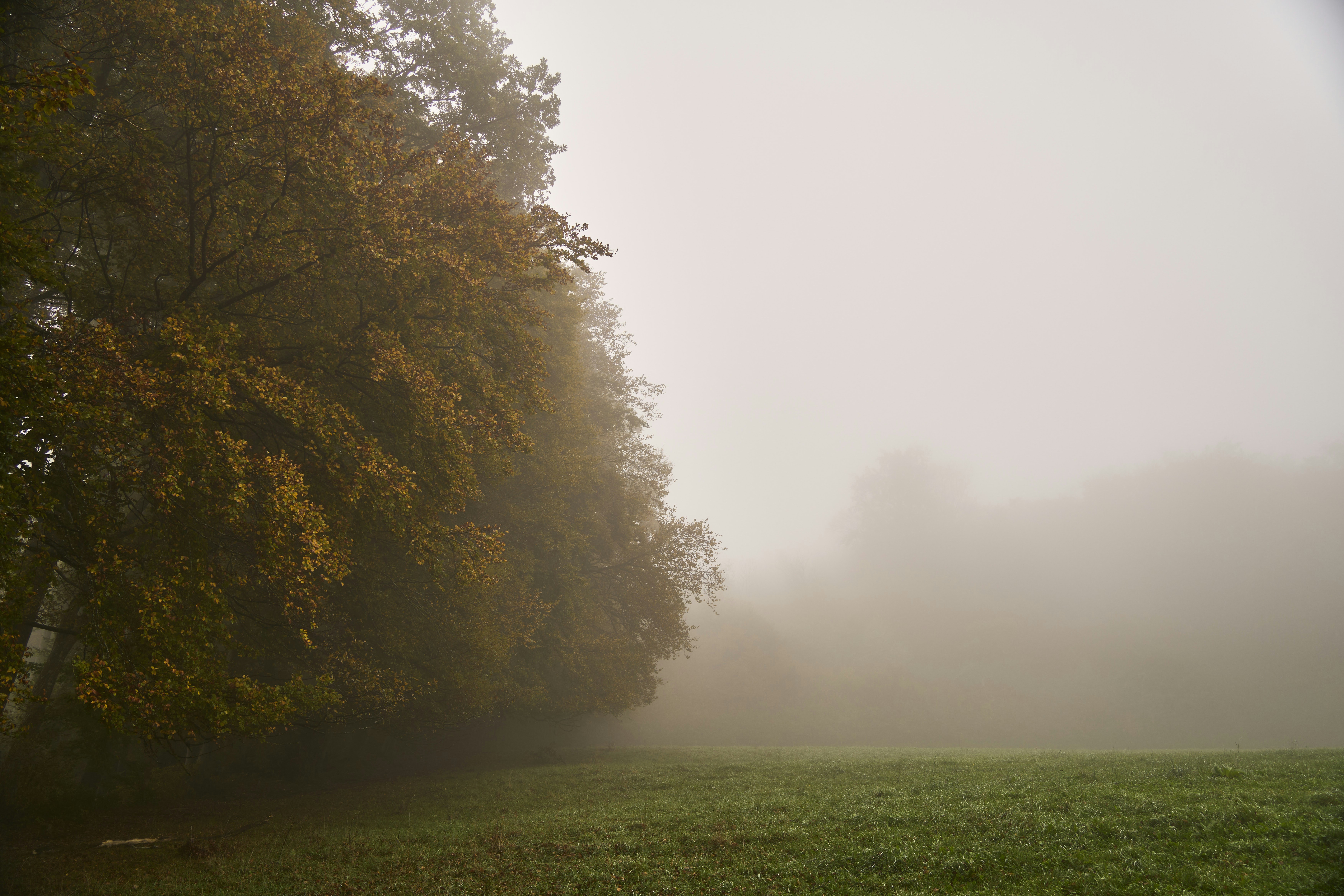 Photo by wolfgang_hasselmann