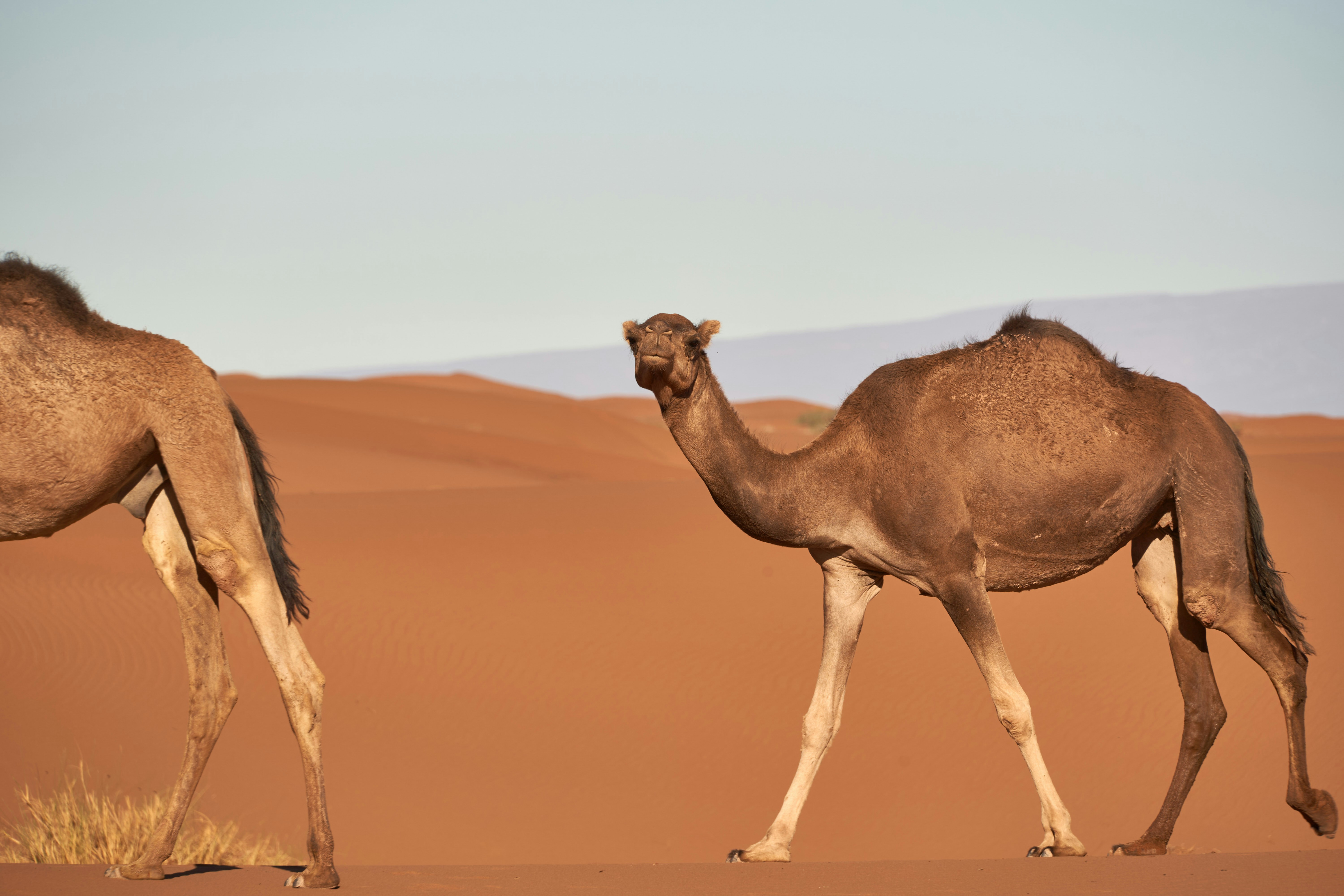 Photo by wolfgang_hasselmann