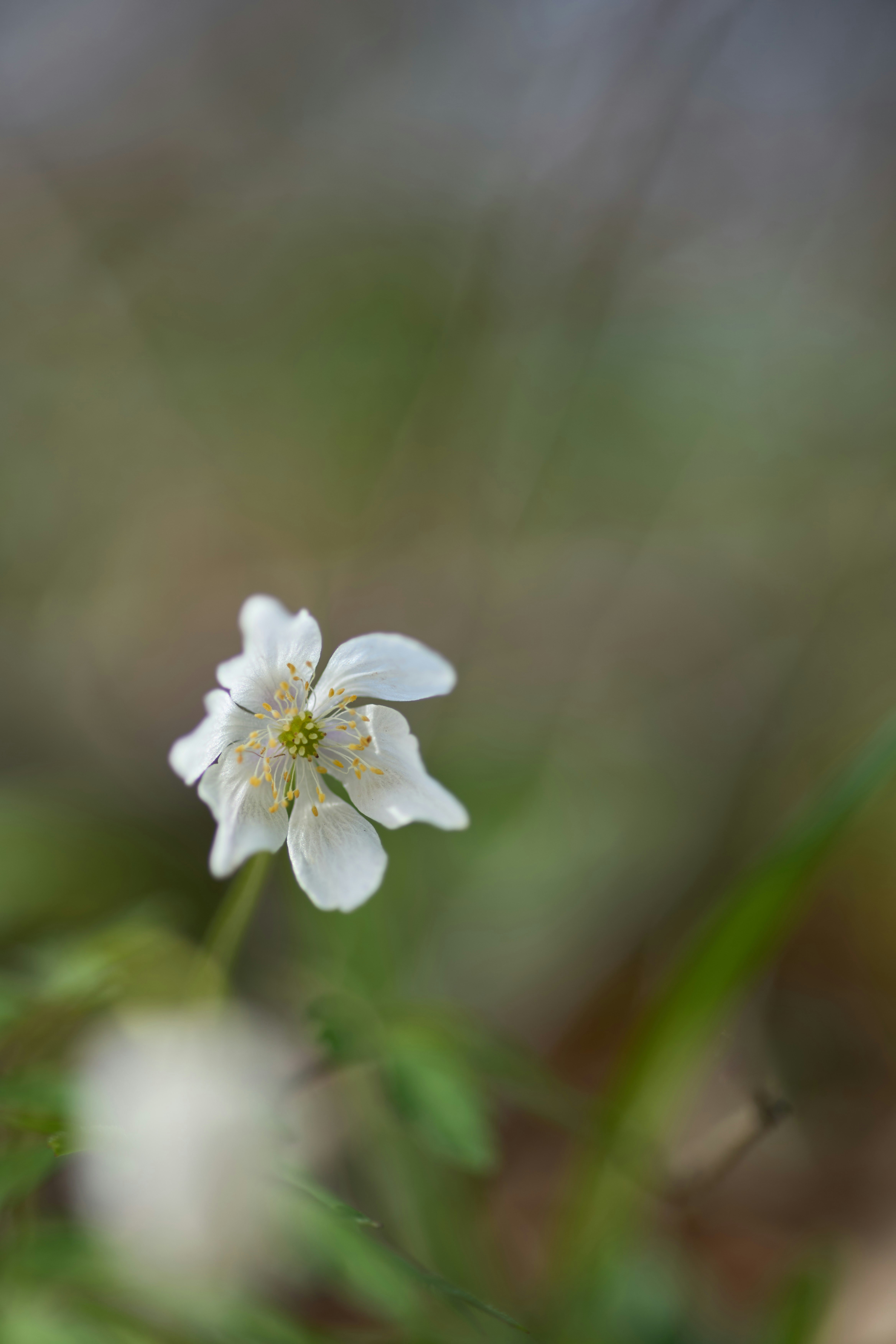 Photo by wolfgang_hasselmann