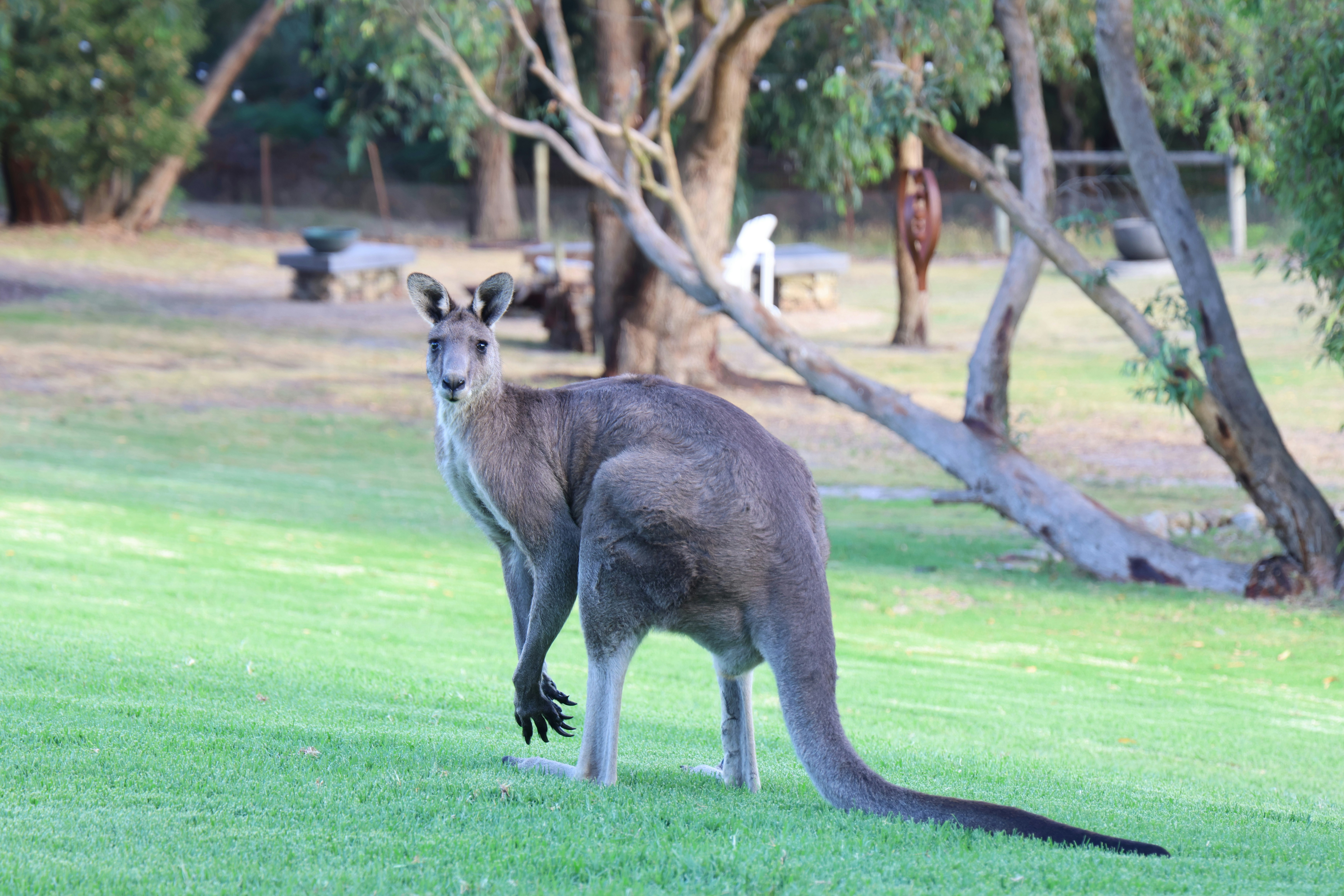 A kangaroo in a field with other animals in the background