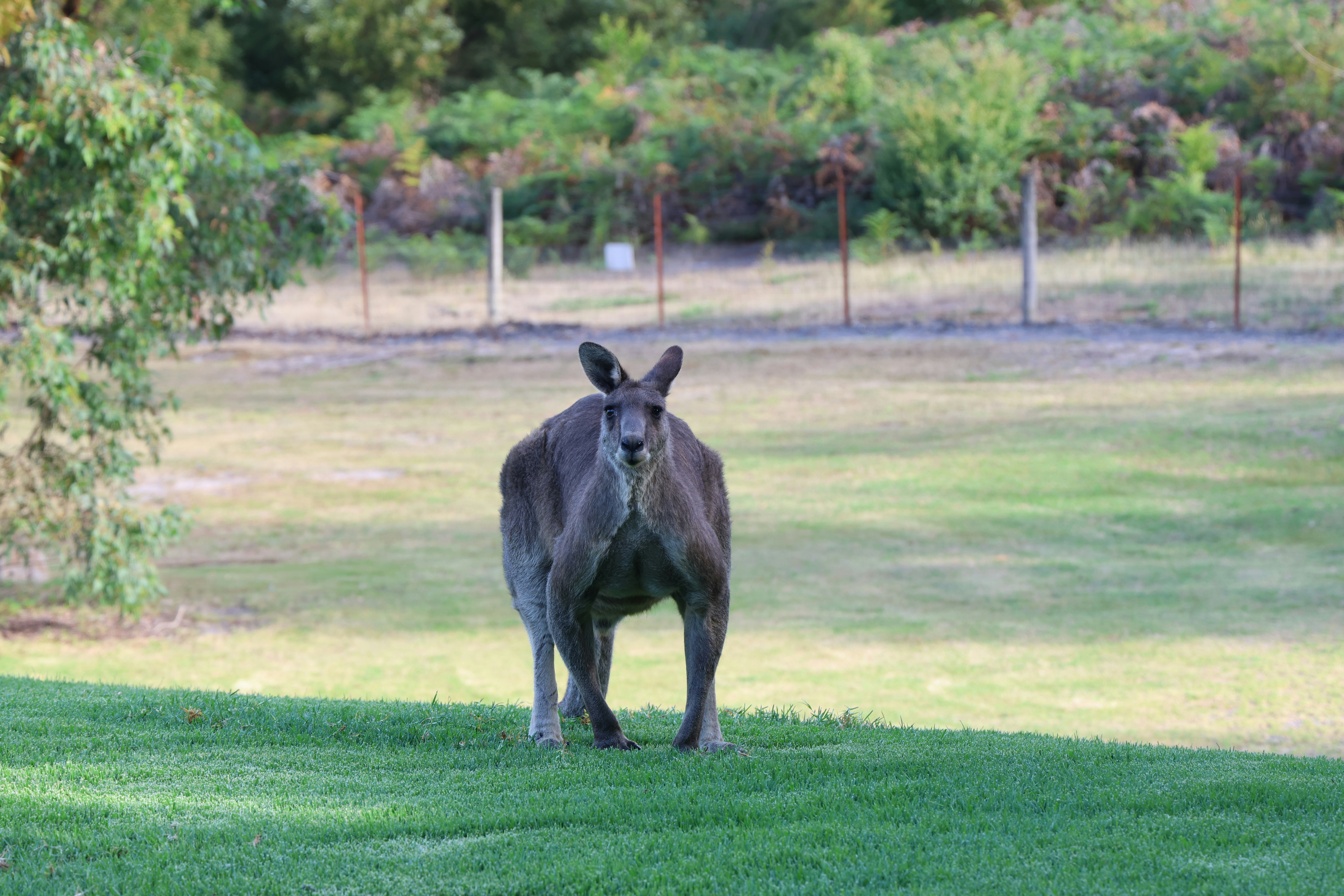 Wallabies: Australia’s Bouncy Backyard Buddies (image credits: unsplash)