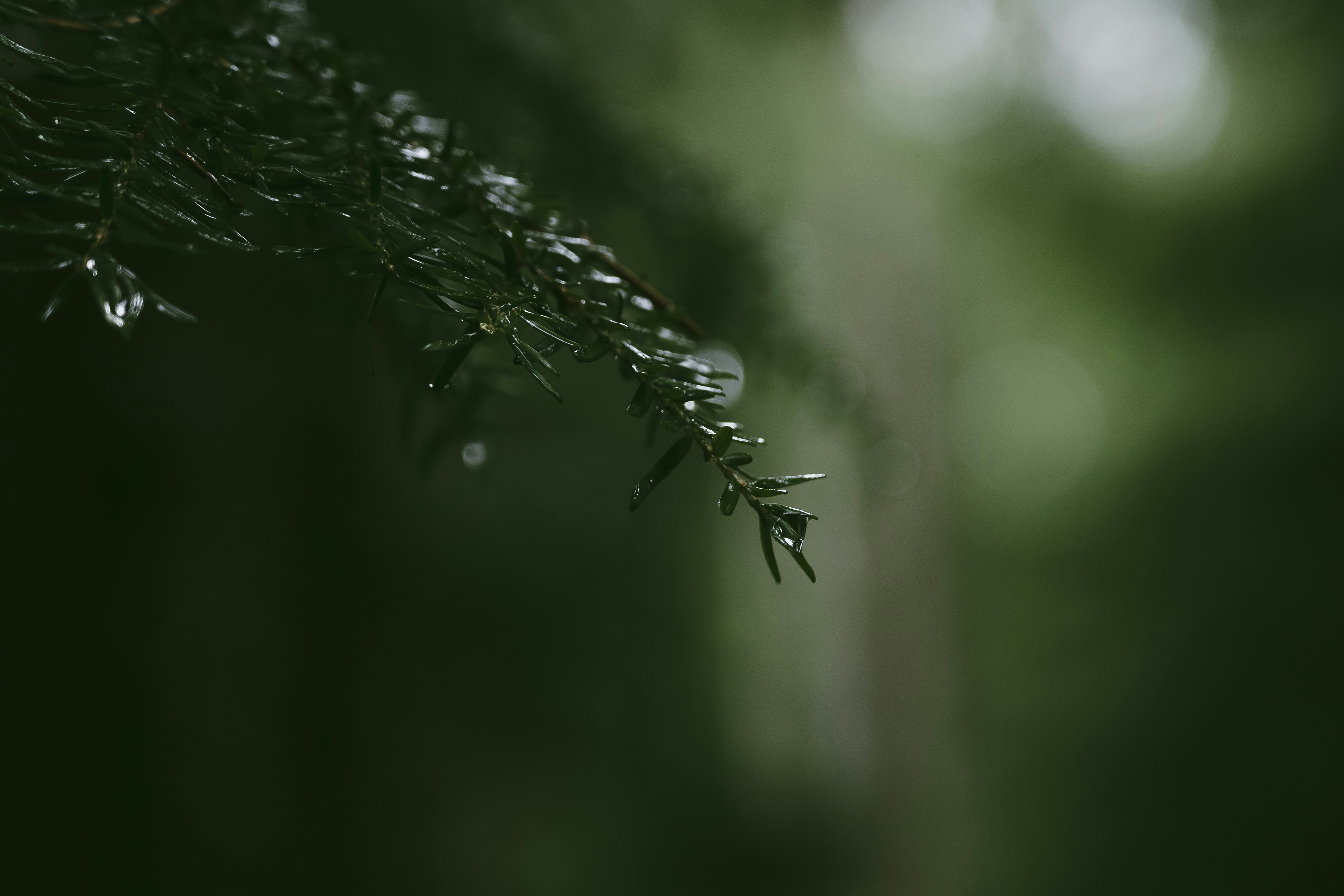 A close up of a tree branch with drops of water on it