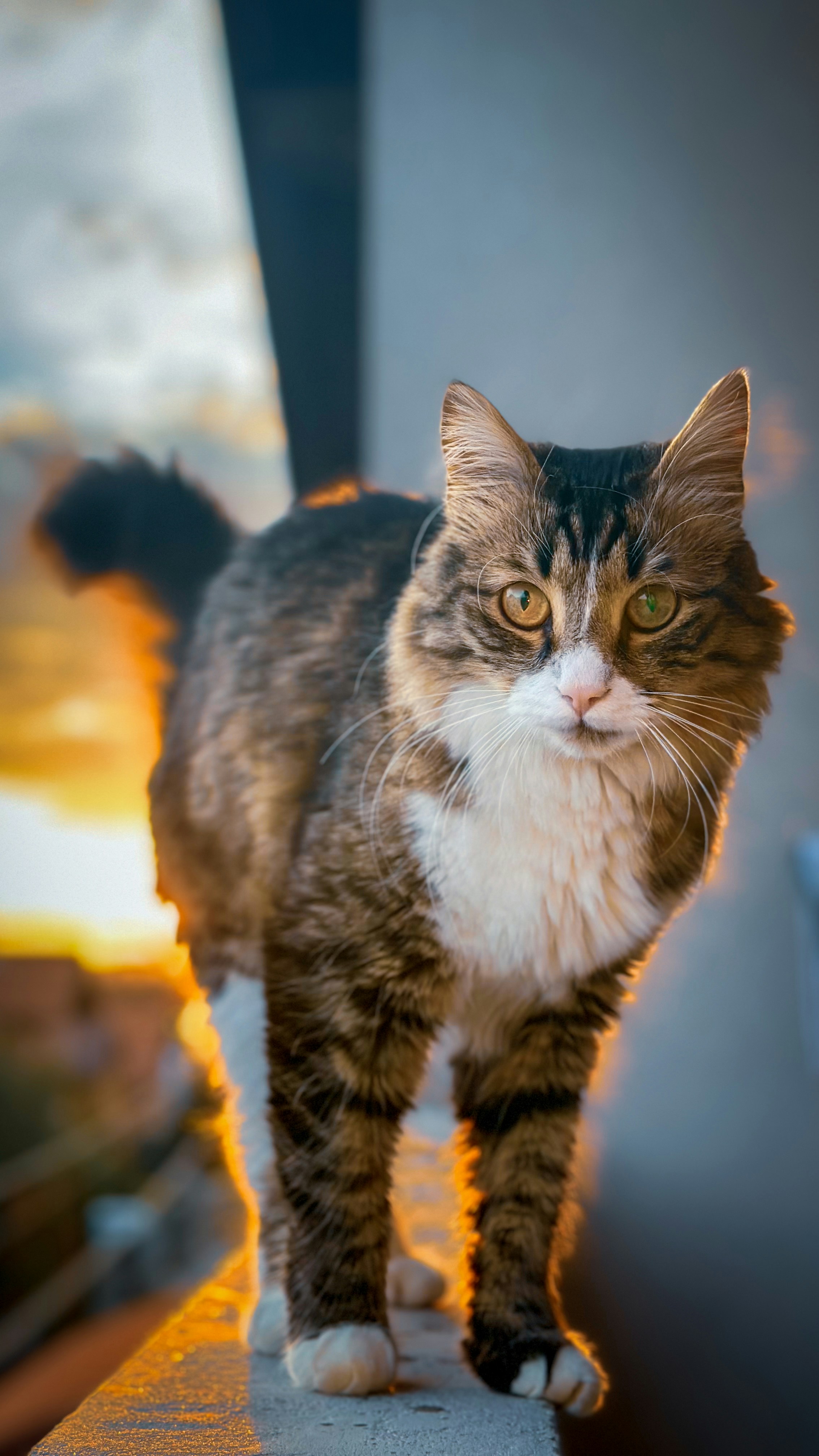 Manx: The Loyal Follower (image credits: unsplash)
