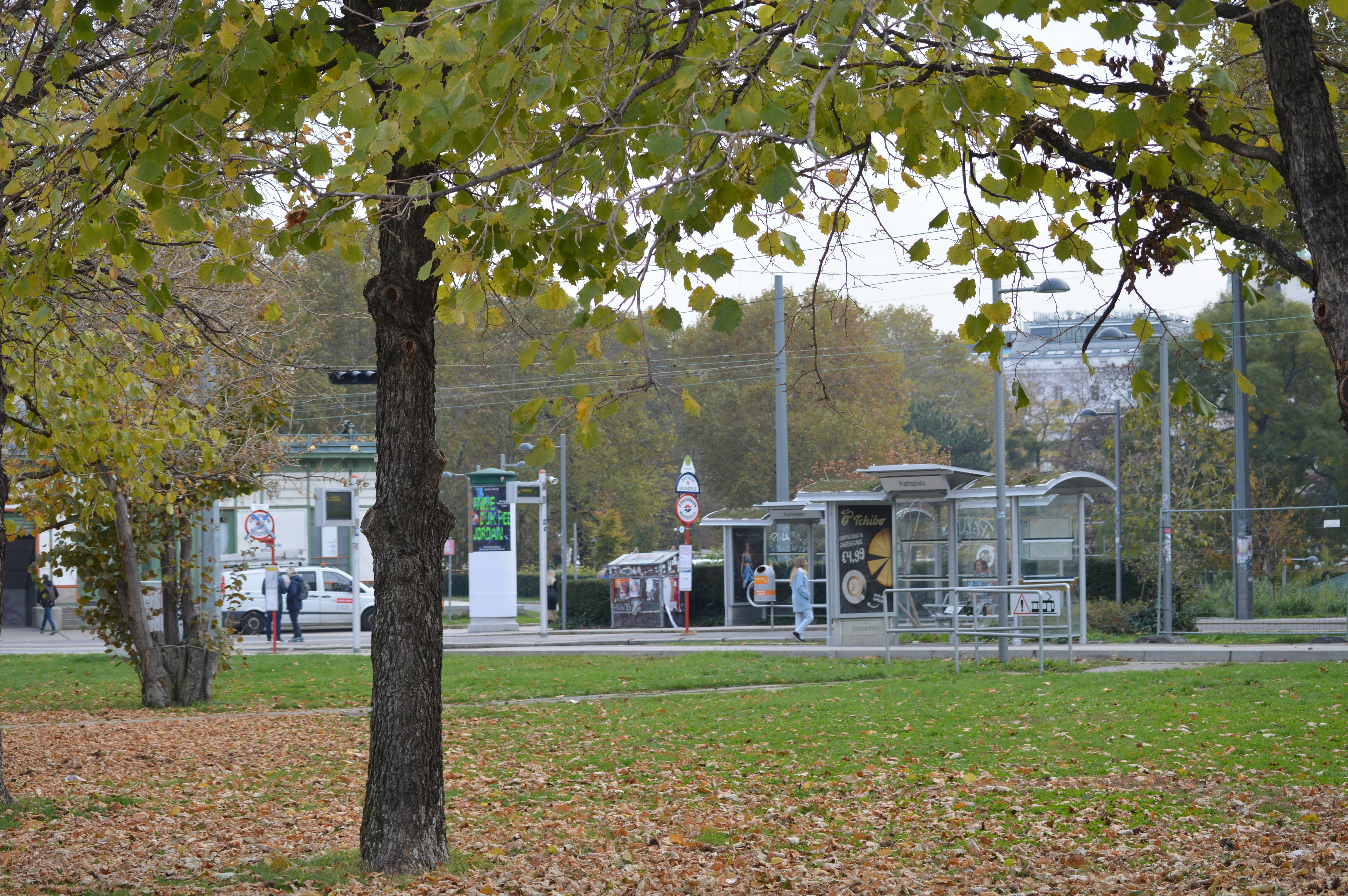 A couple of trees that are in the grass