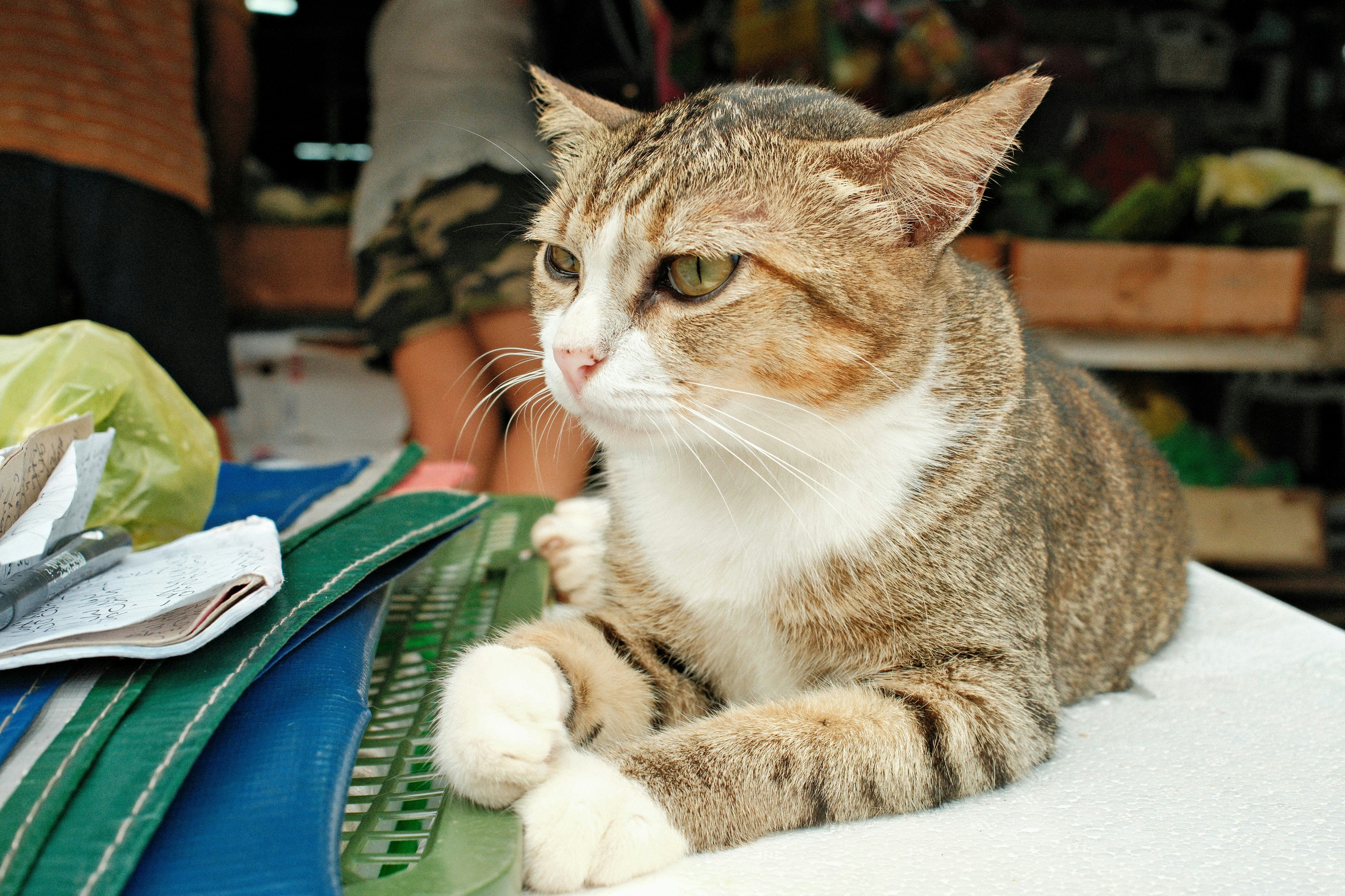 A cat sitting on top of a table next to a bag