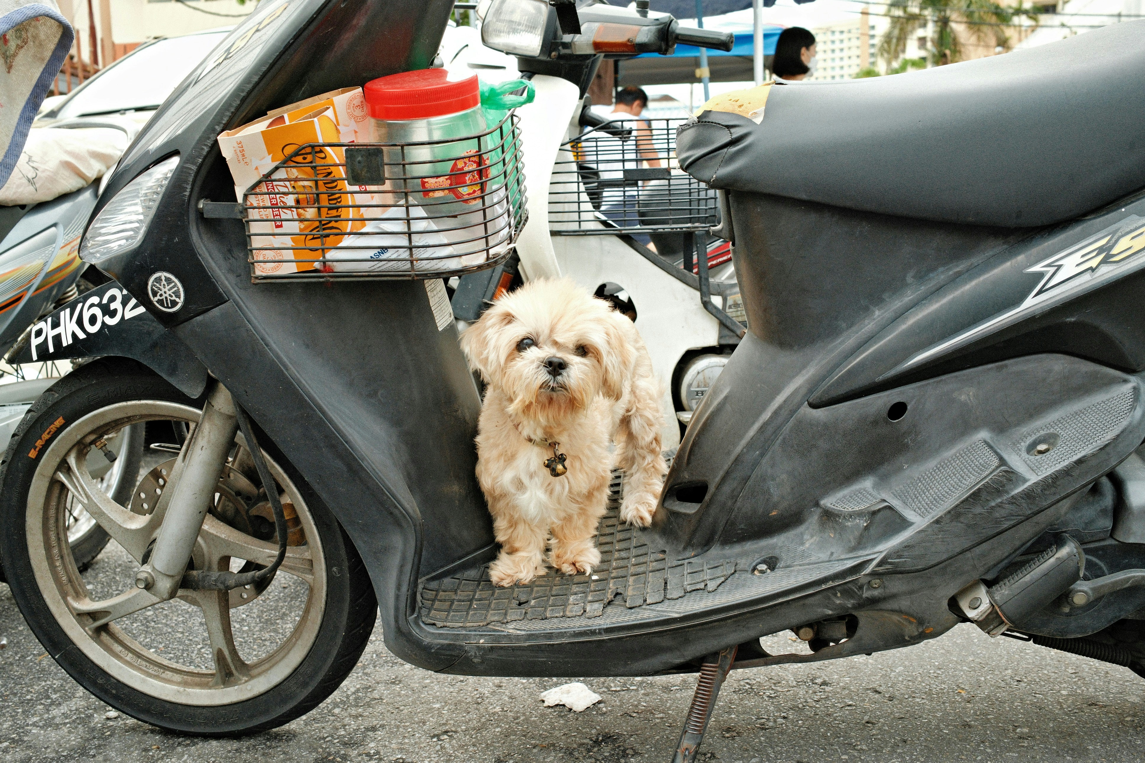 A small dog sitting on the back of a motor scooter
