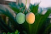 A couple of fruit hanging from a tree