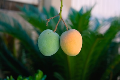 A couple of fruit hanging from a tree