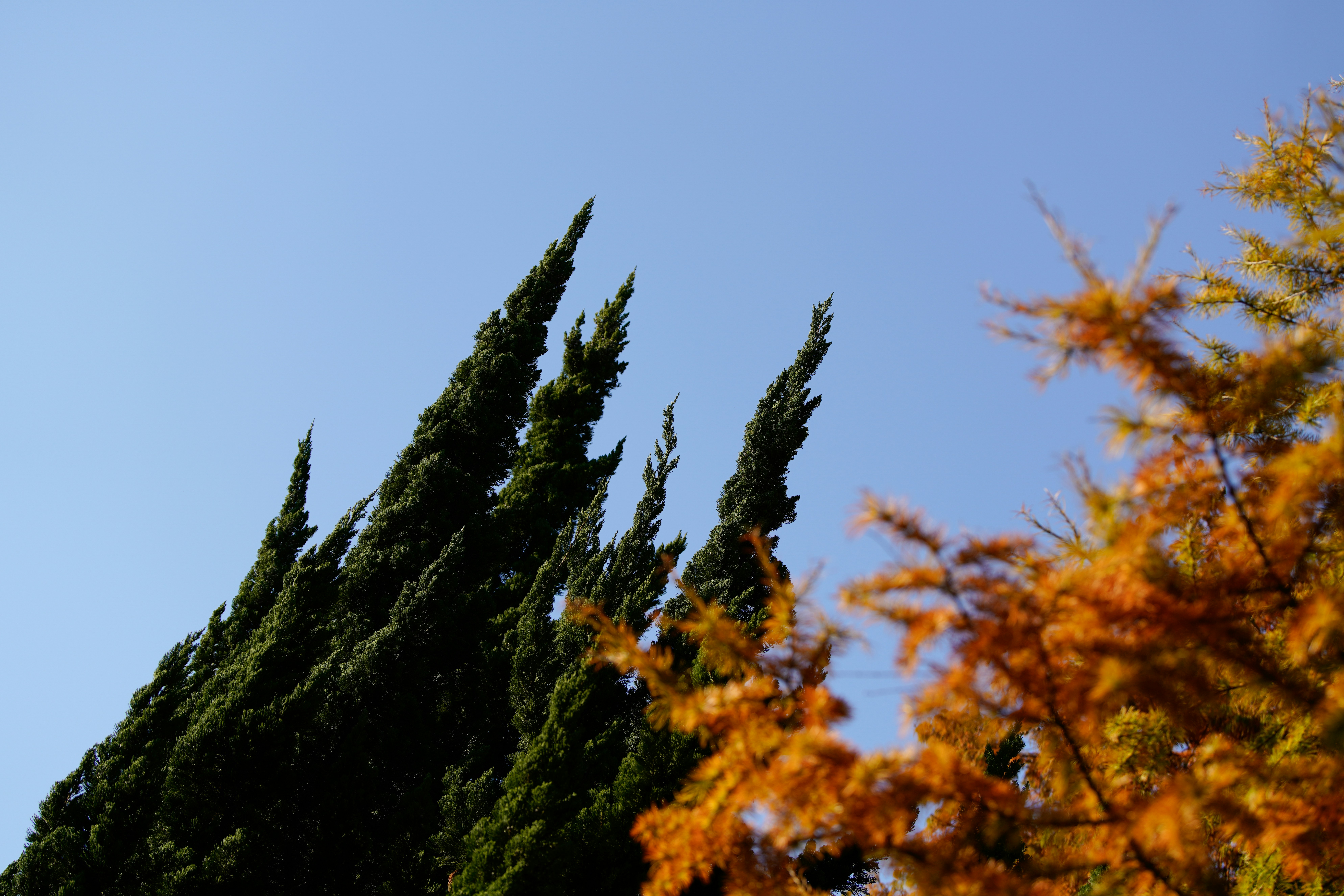 Un panneau d’arrêt devant des arbres