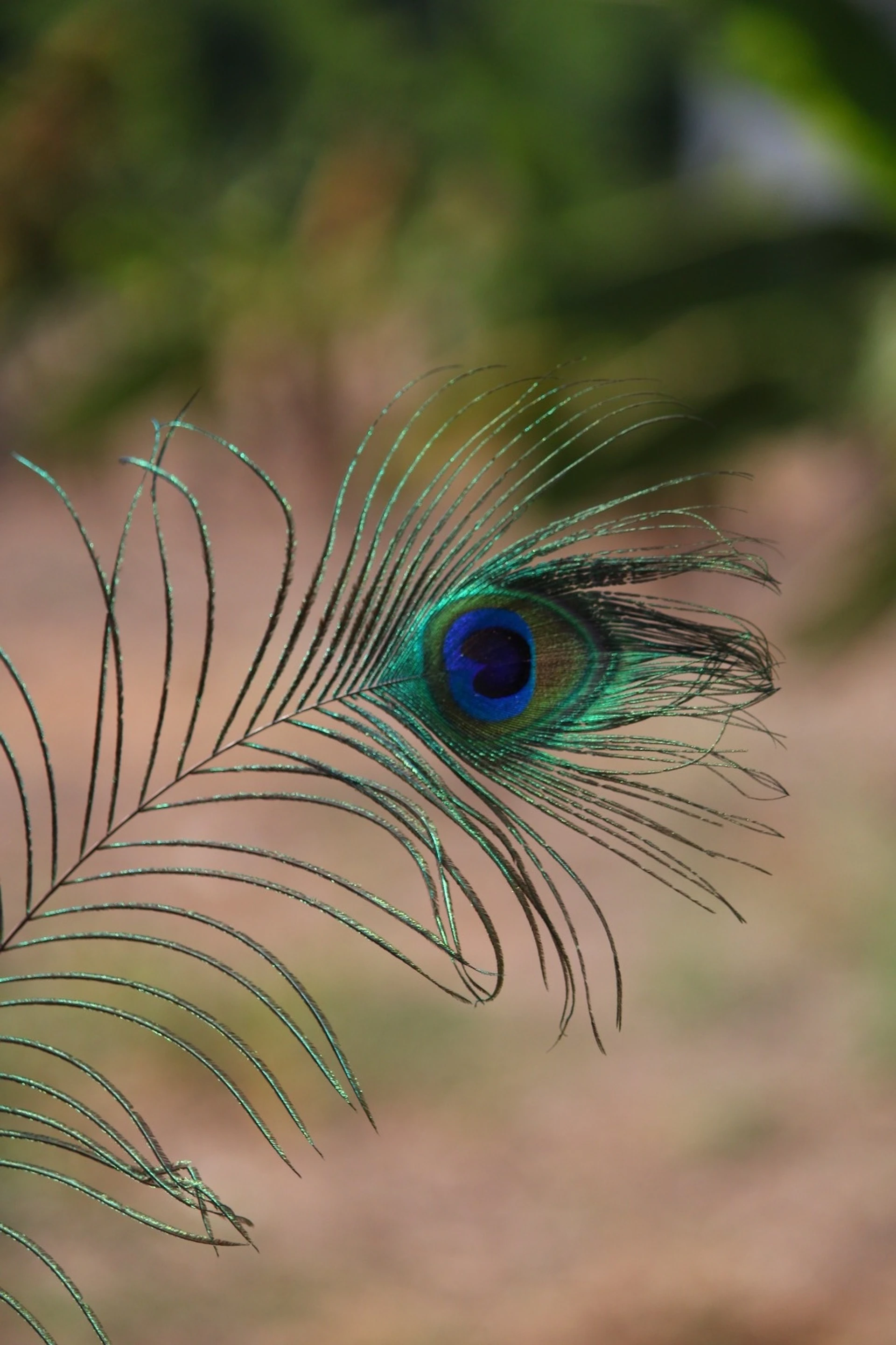 A close up of a peacock's tail with a blurry background
