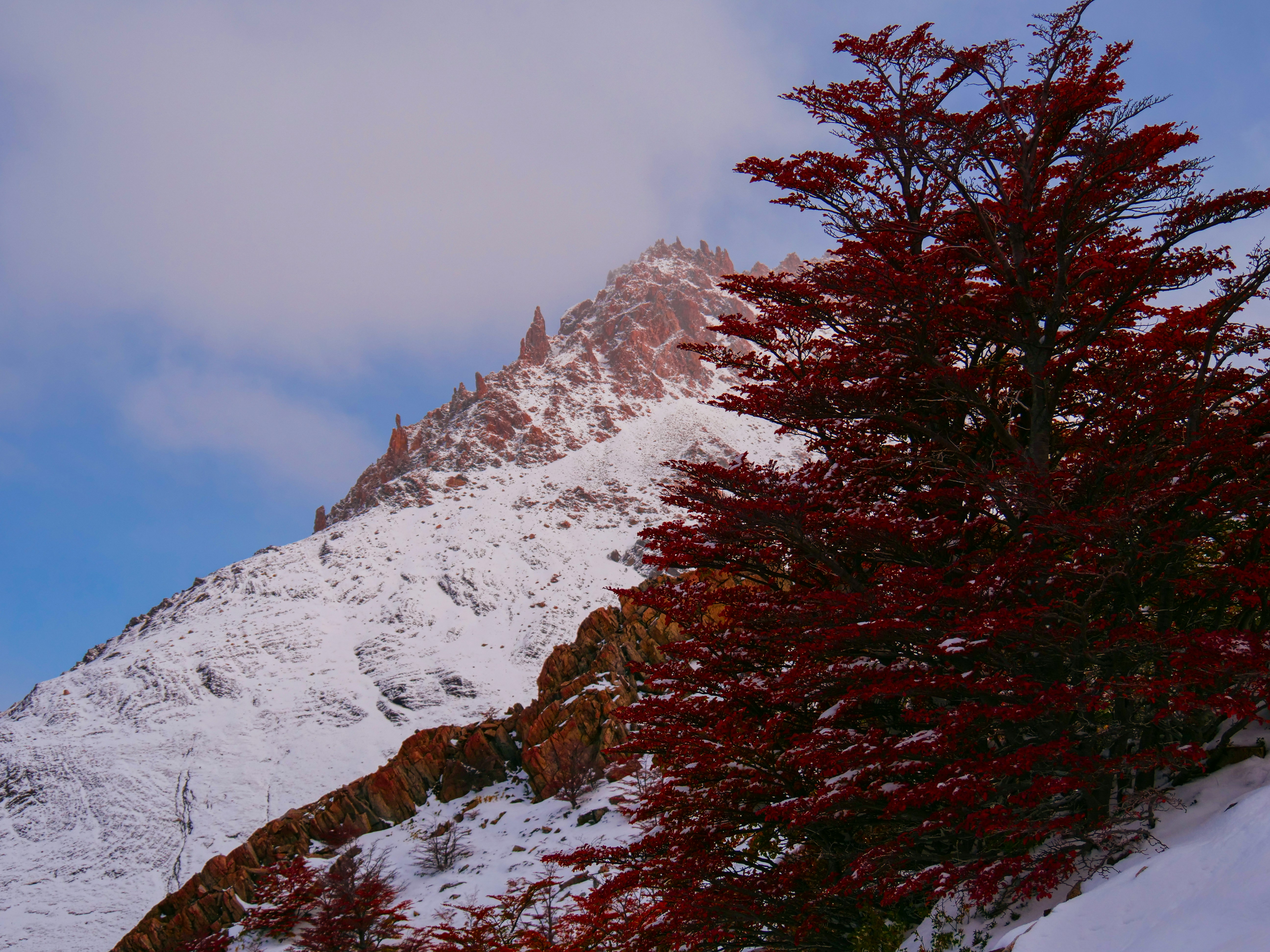 A snow covered mountain with a tree in the foreground