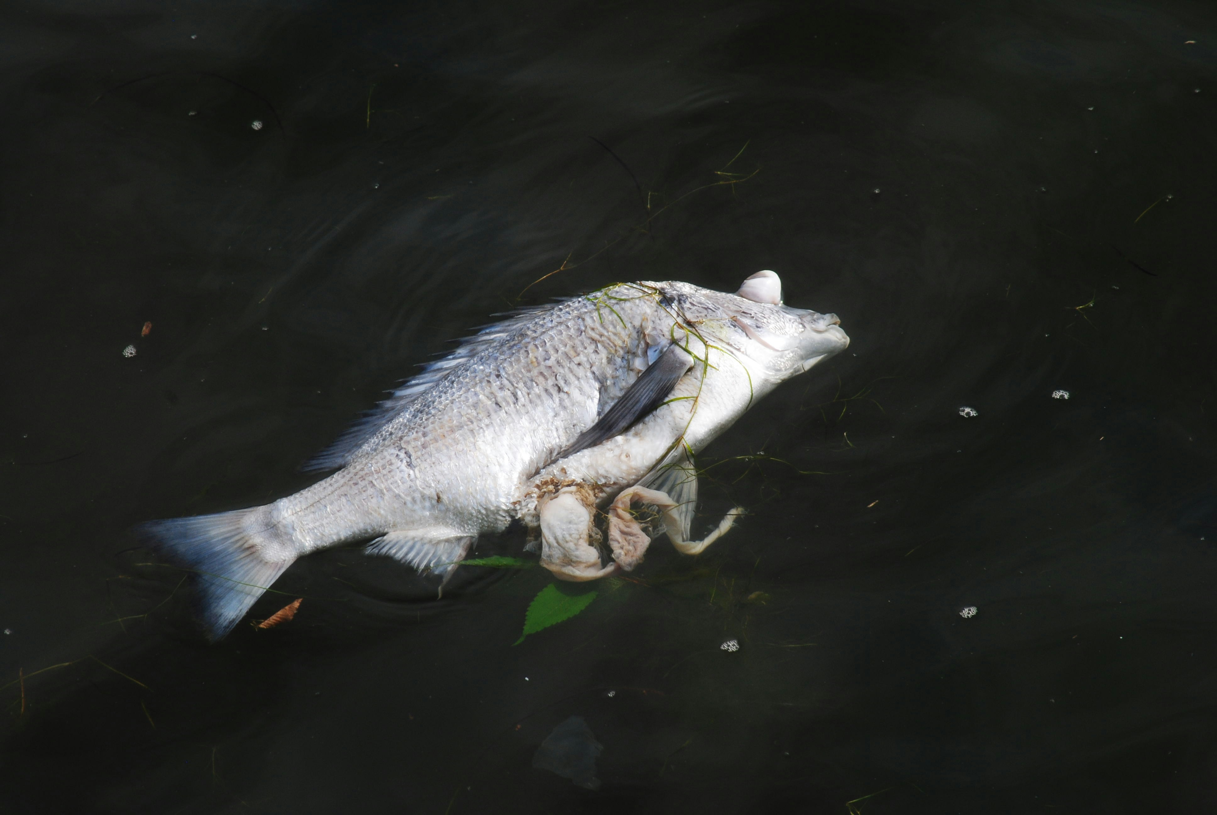 Seekor ikan mati mengambang di atas badan air