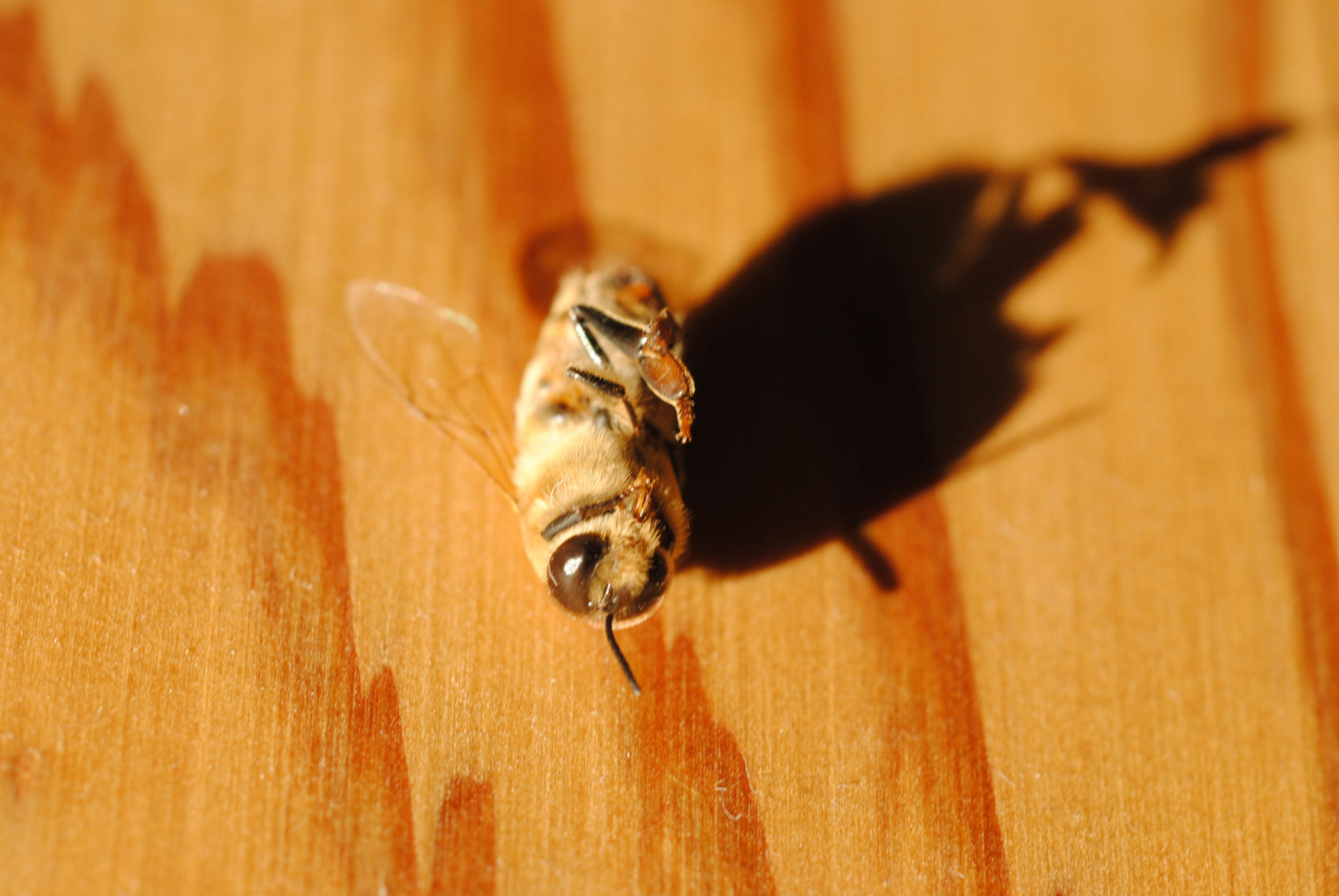 A small insect sitting on top of a wooden table