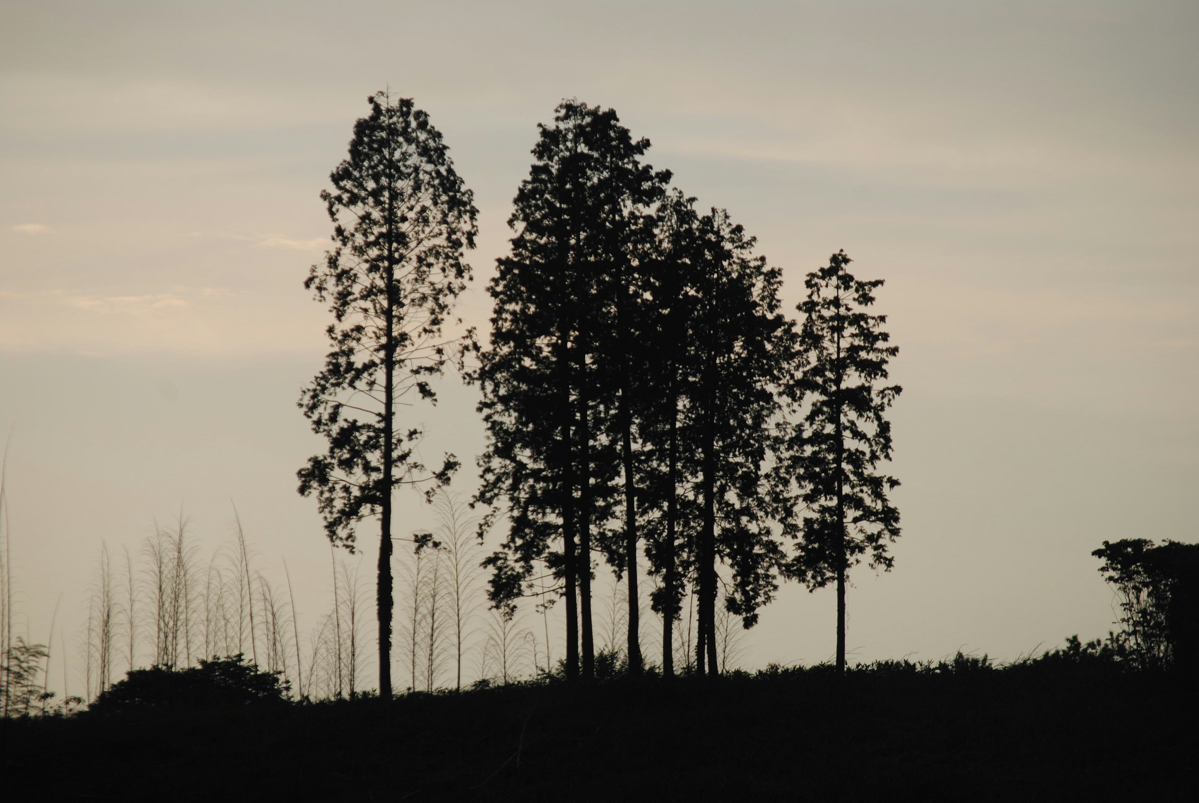 A couple of trees sitting on top of a hill