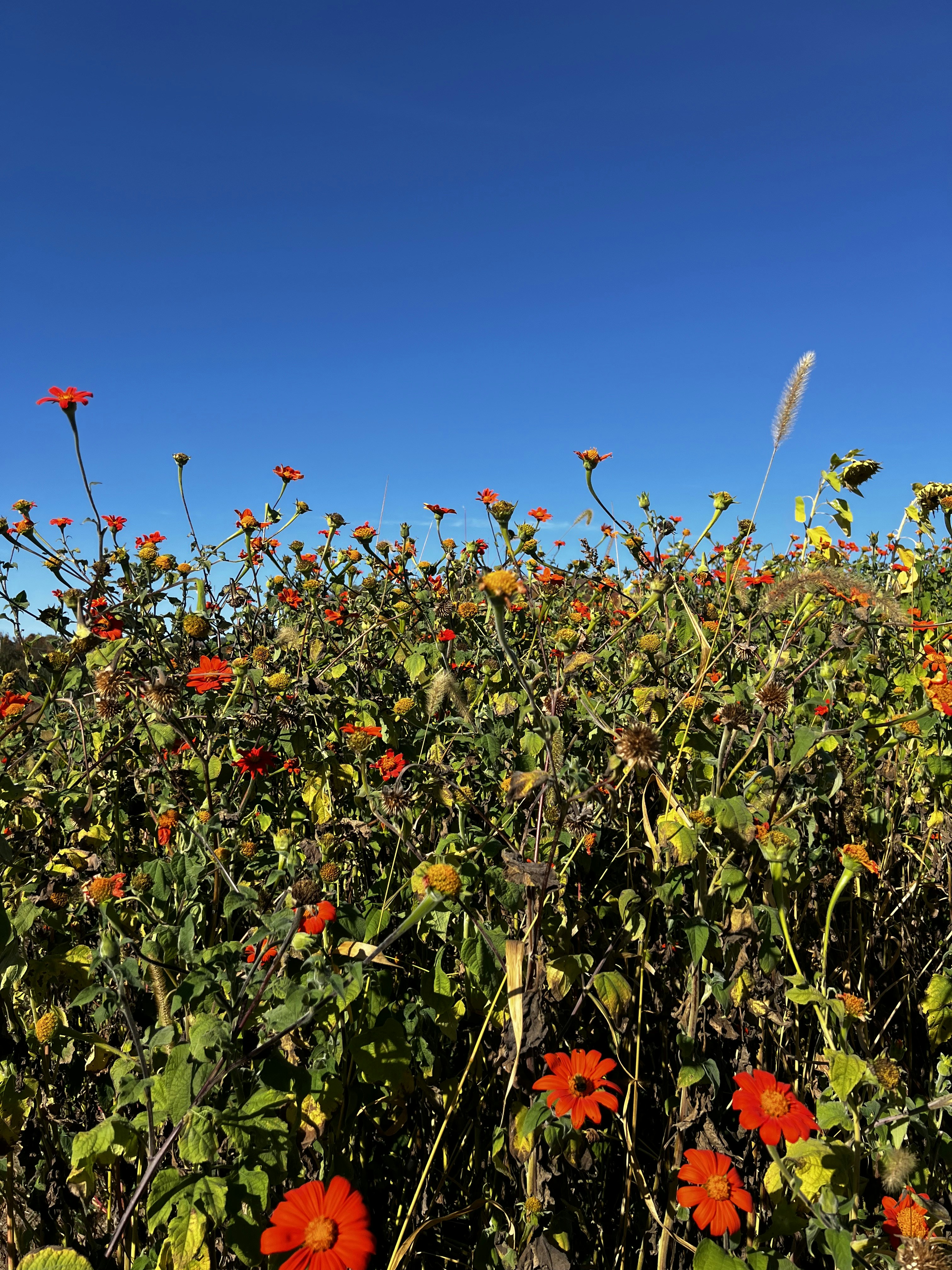A field full of red flowers under a blue sky