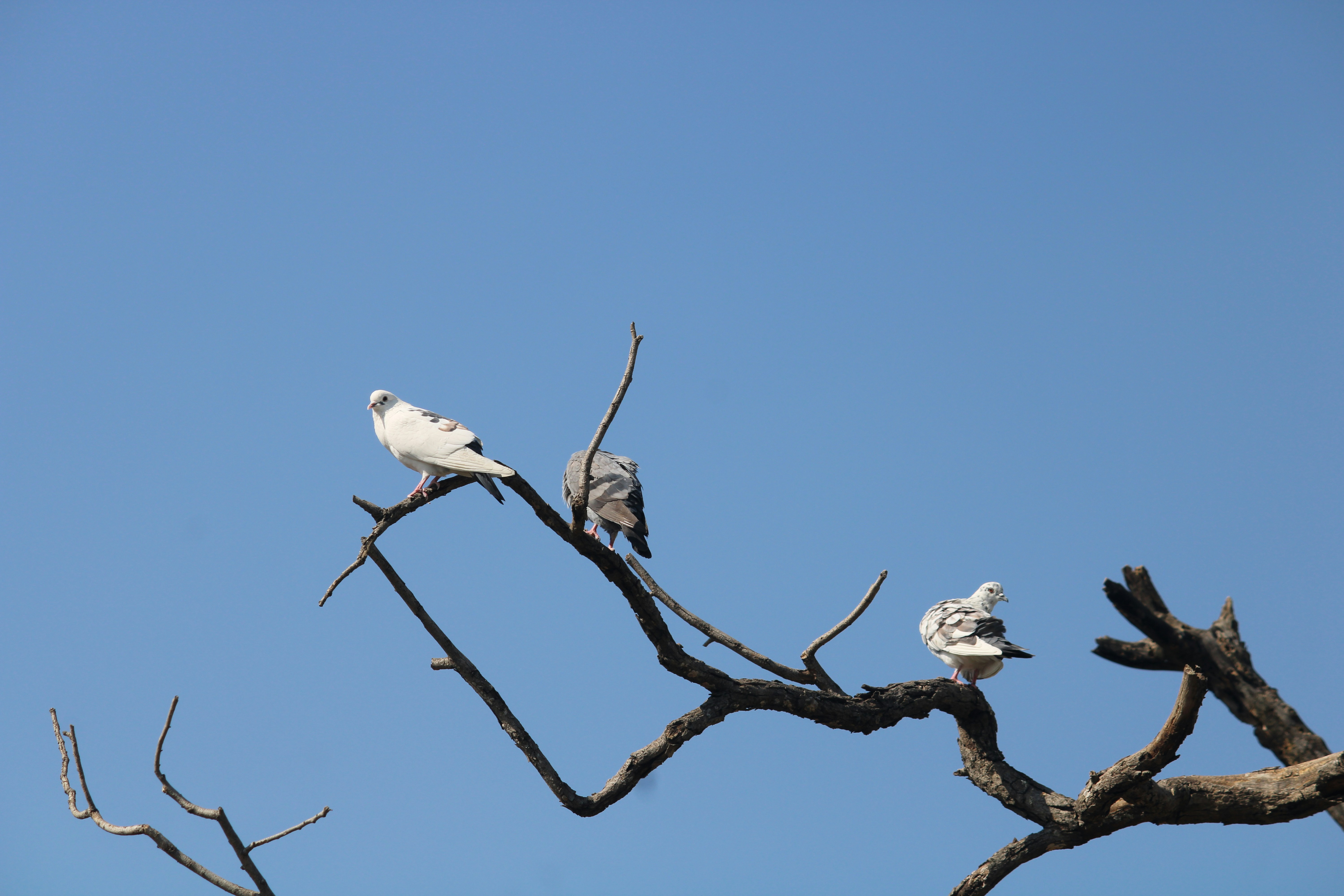 Photo by apuravmanas