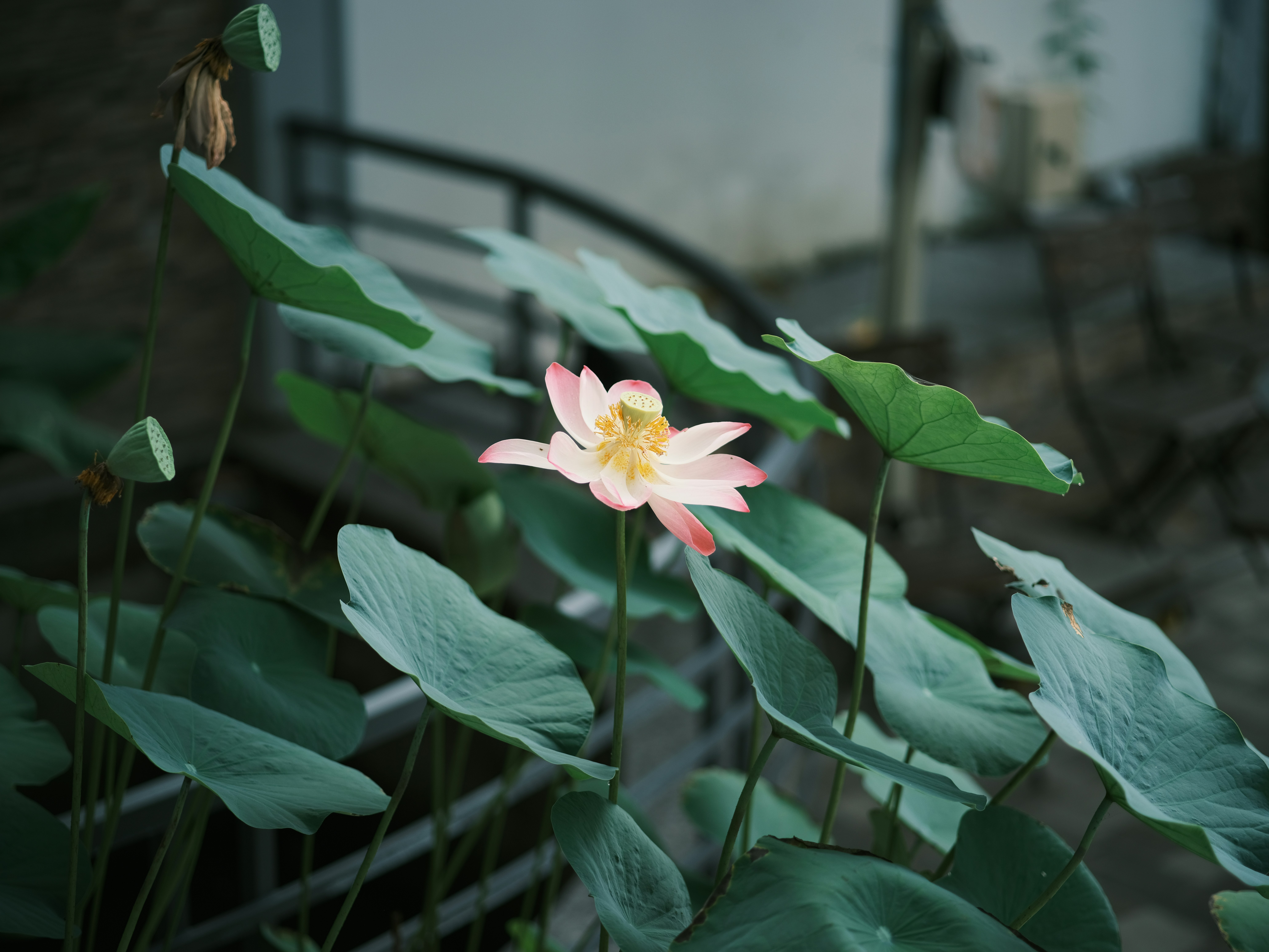 A pink flower sitting on top of a lush green plant