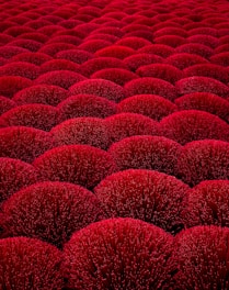 A large field of red corals in the ocean