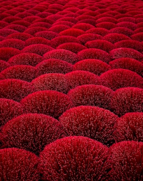 A large field of red corals in the ocean