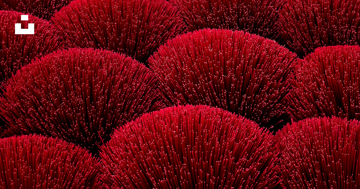 Un gran campo de corales rojos en el océano foto – Imagen de Flor ...