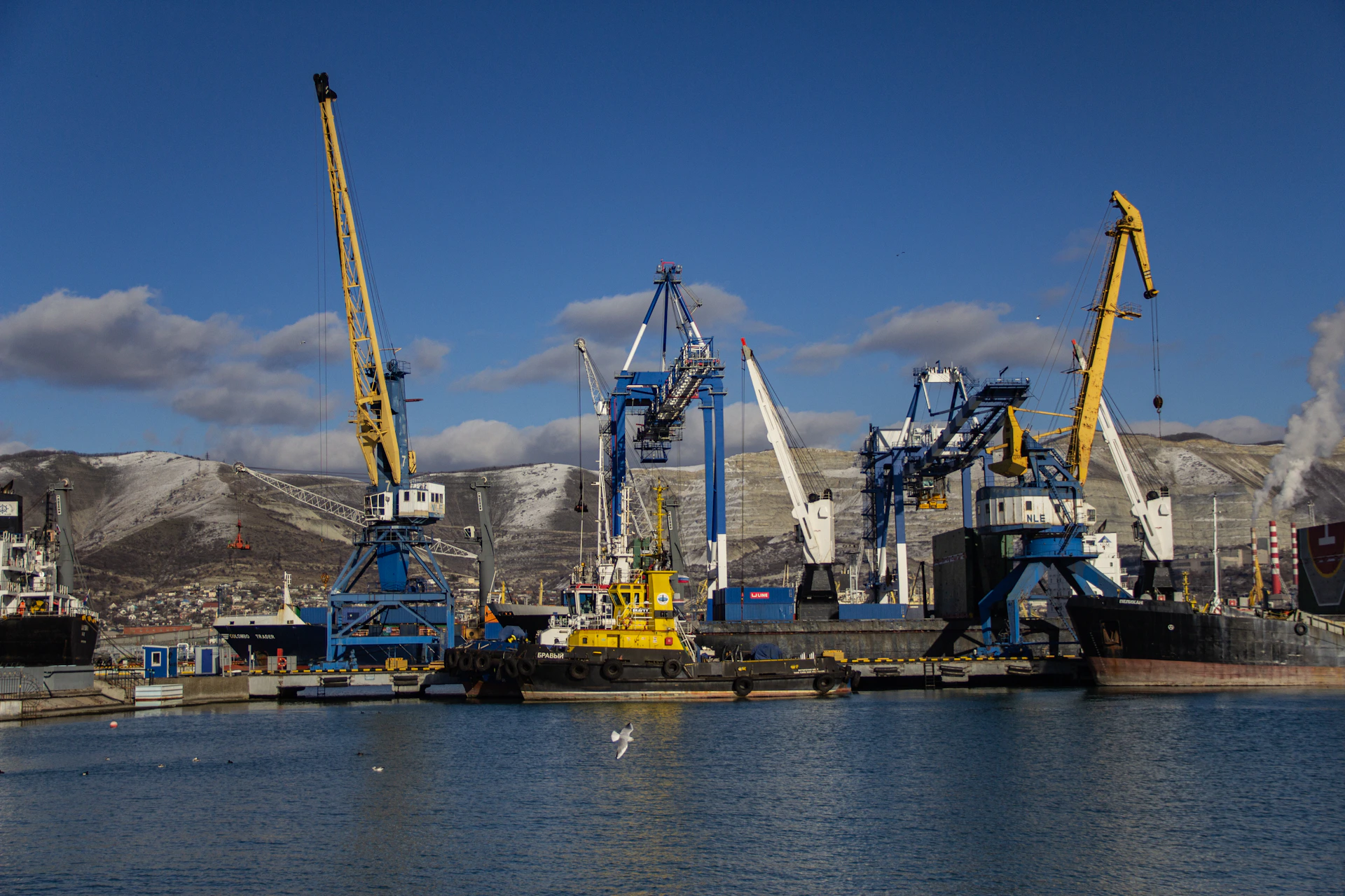 A large body of water filled with lots of cranes