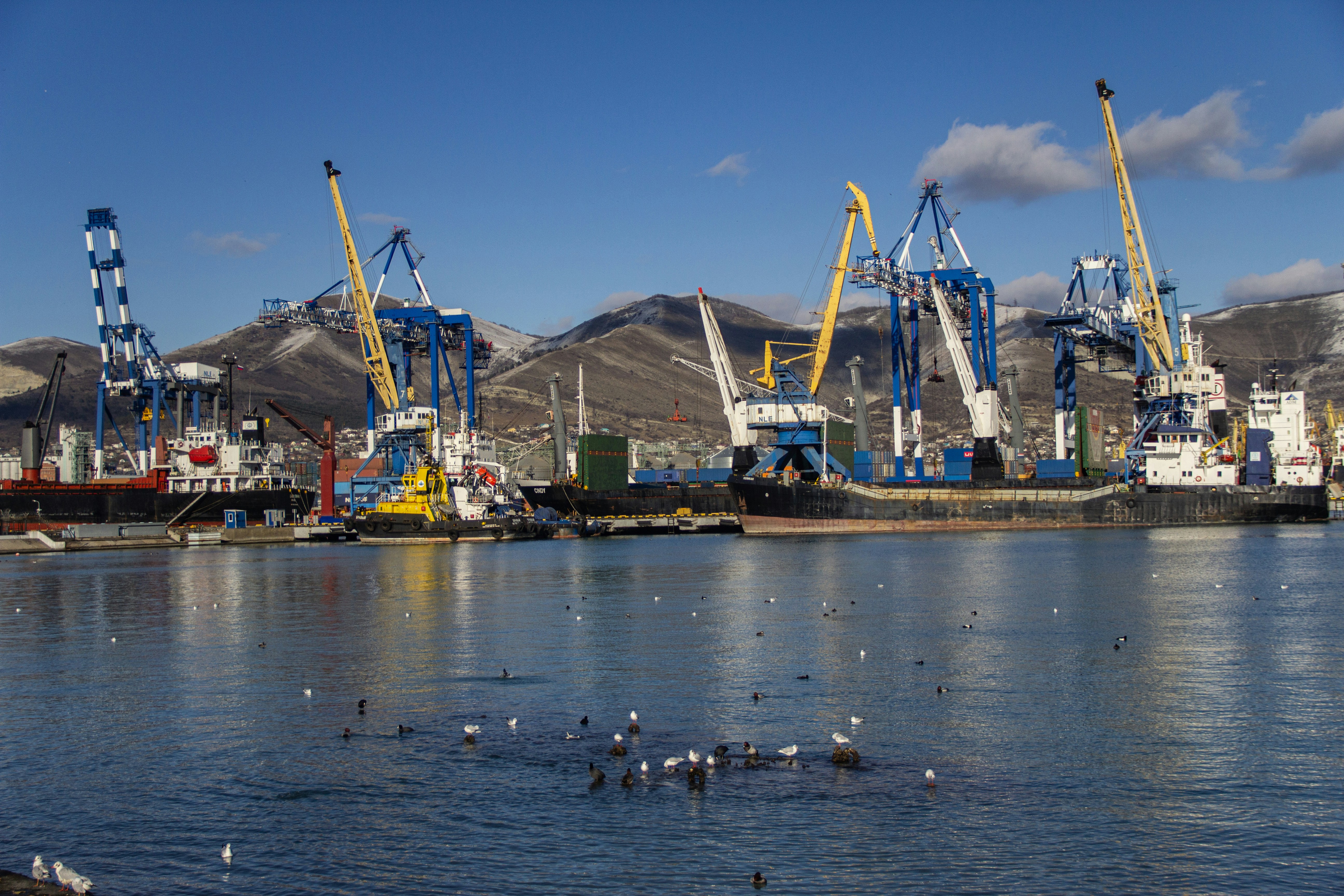 A large body of water filled with lots of birds