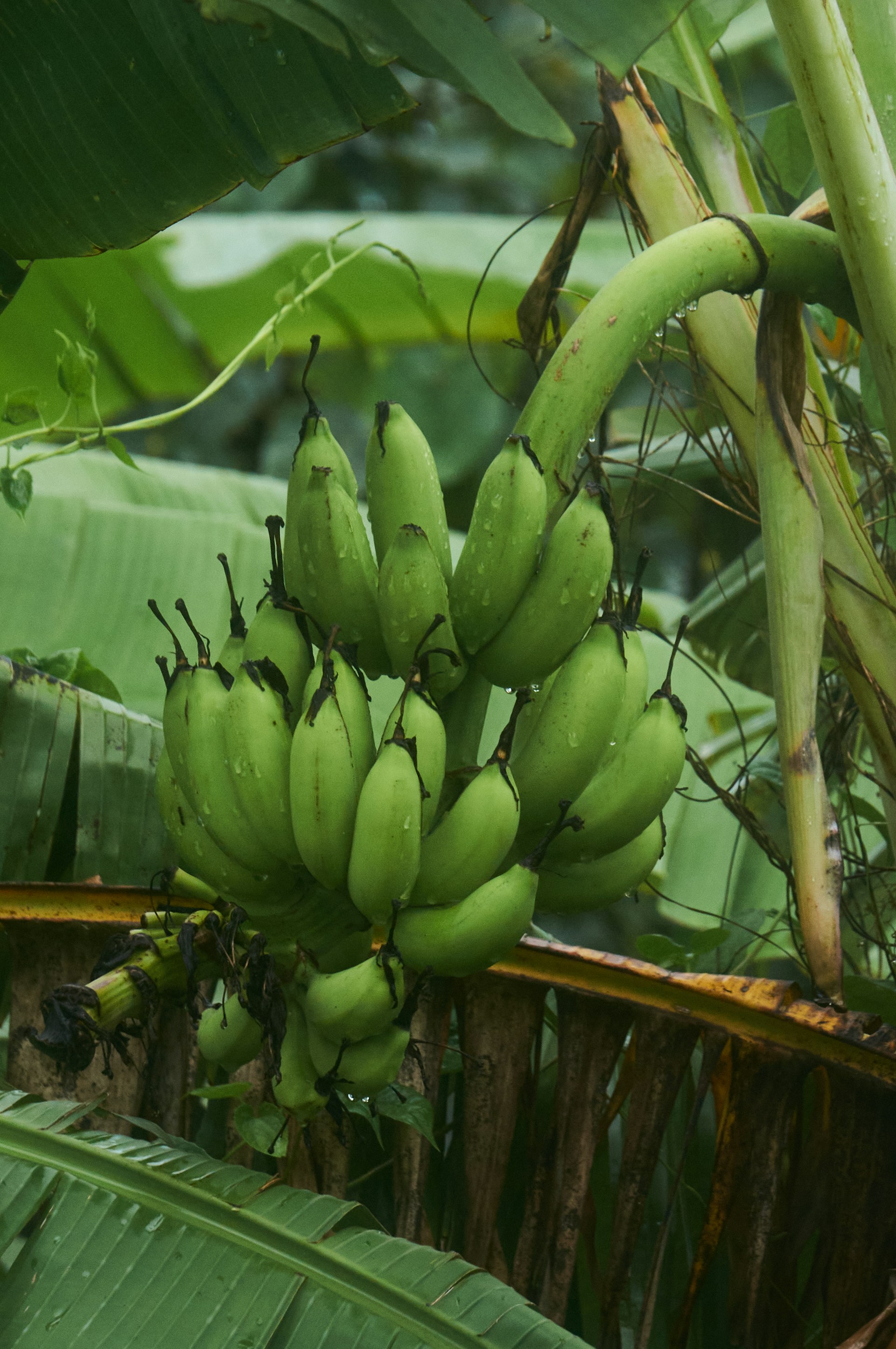 A bunch of green bananas hanging from a tree