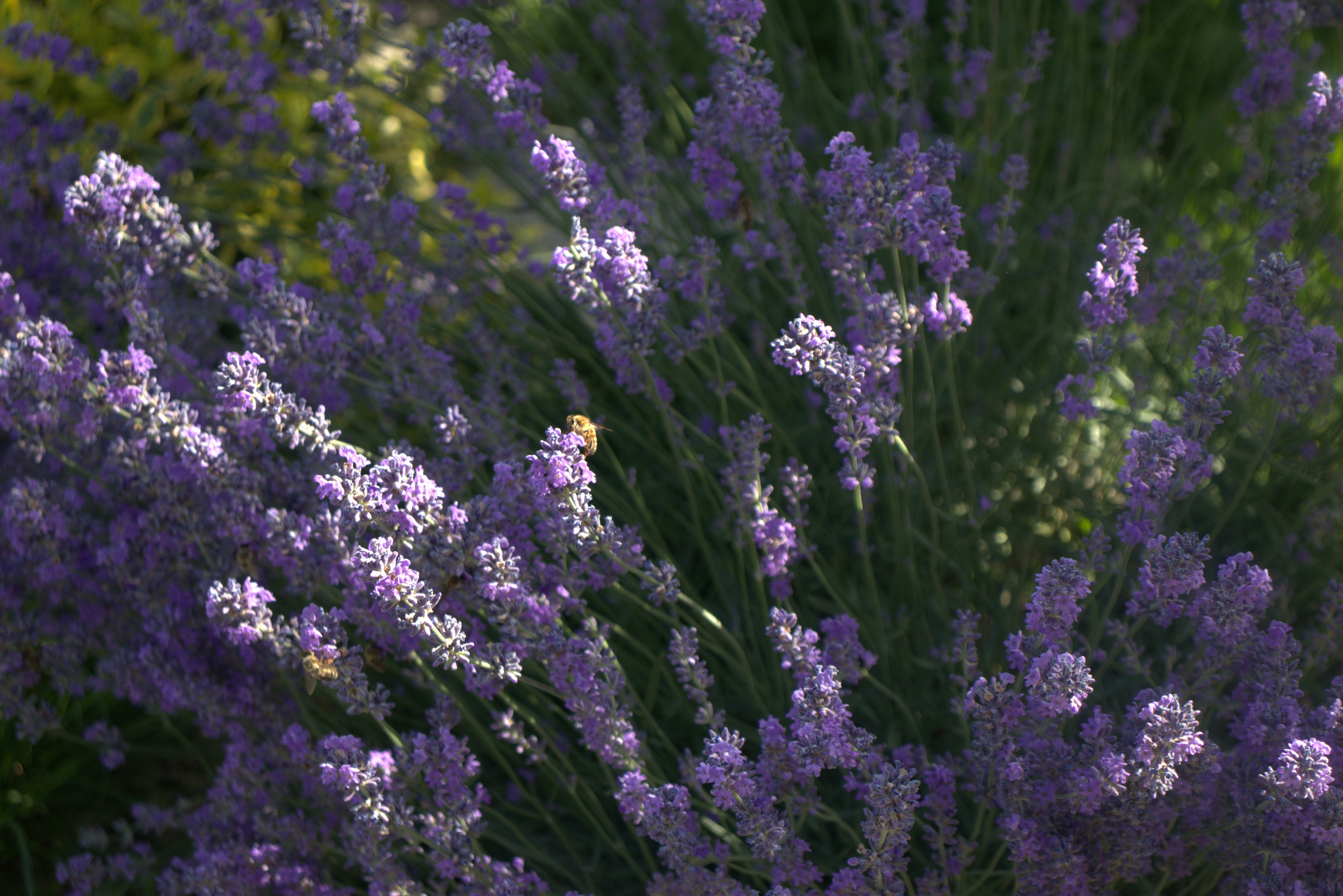 Photo by stasiaspark