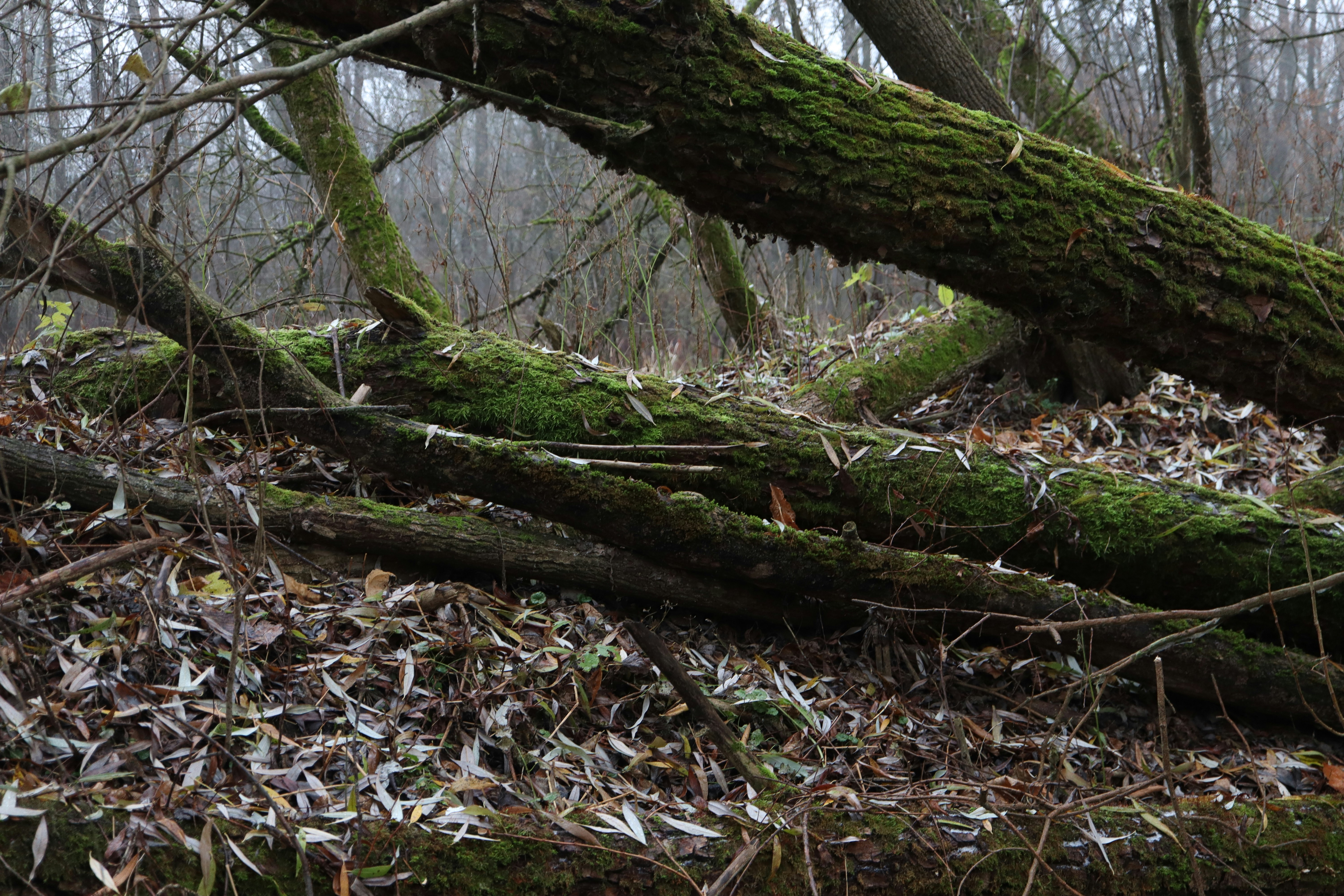 Photo by antithesisw