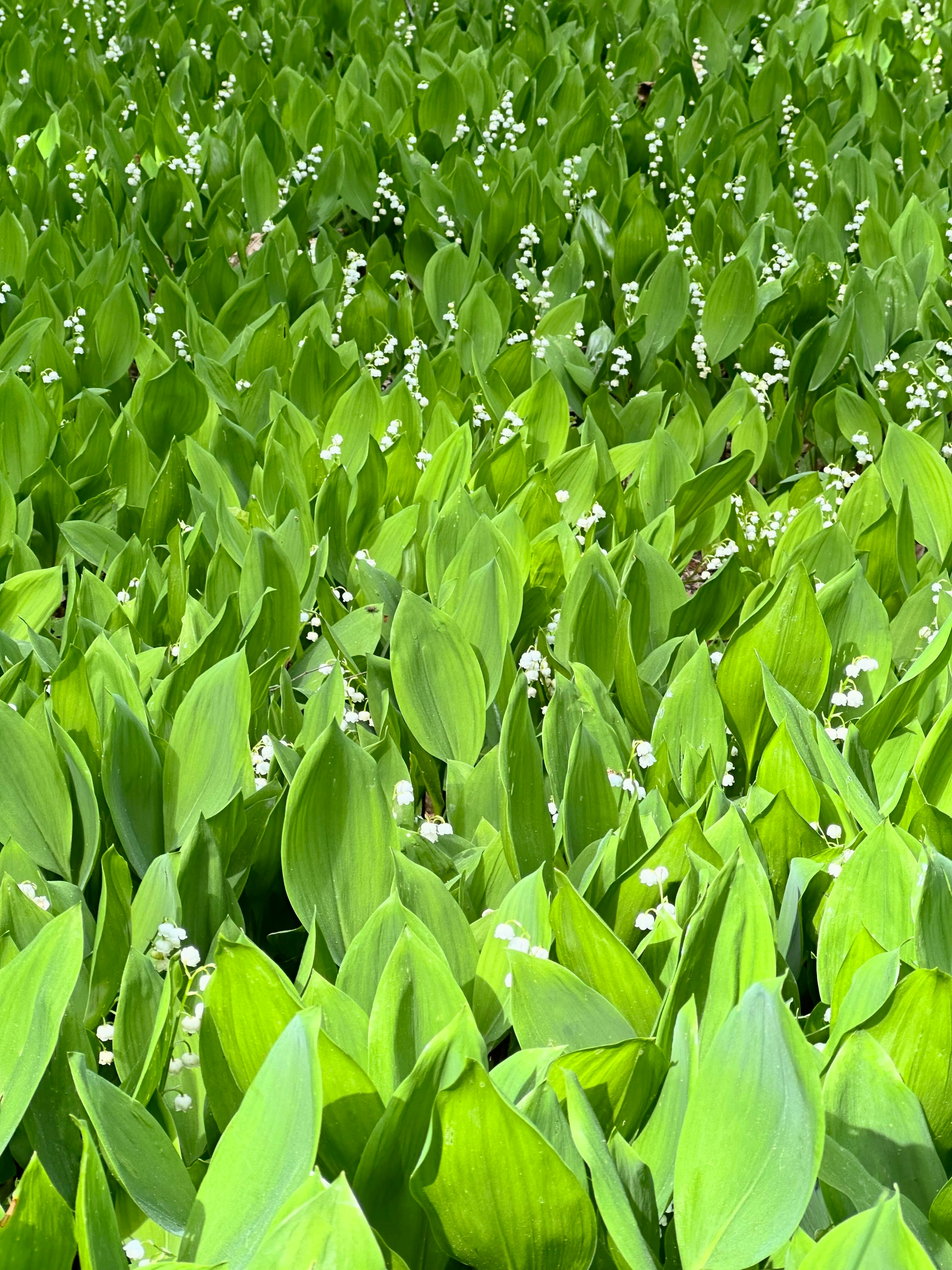 Ein veröffentlichtes Foto