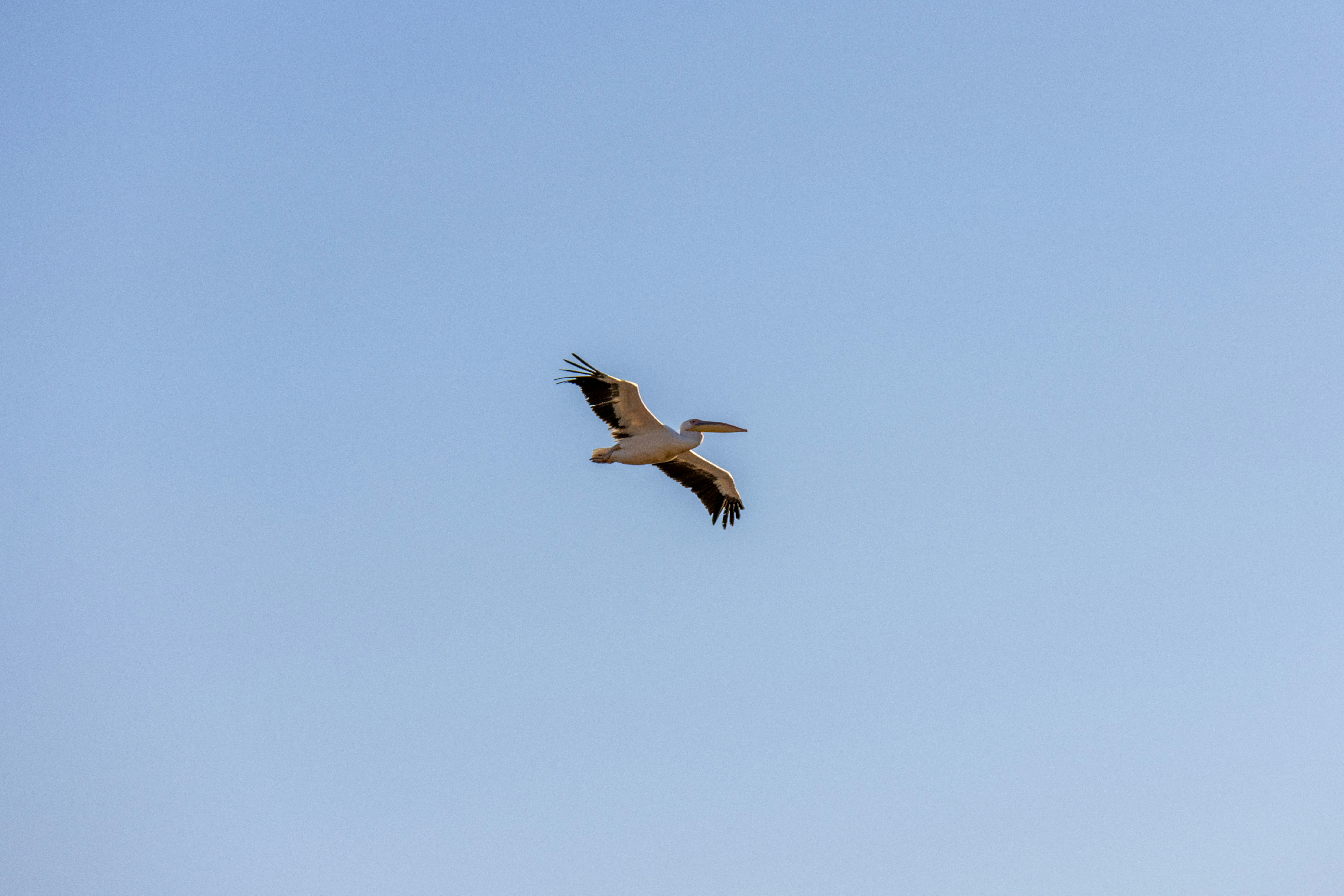 A large bird flying through a blue sky