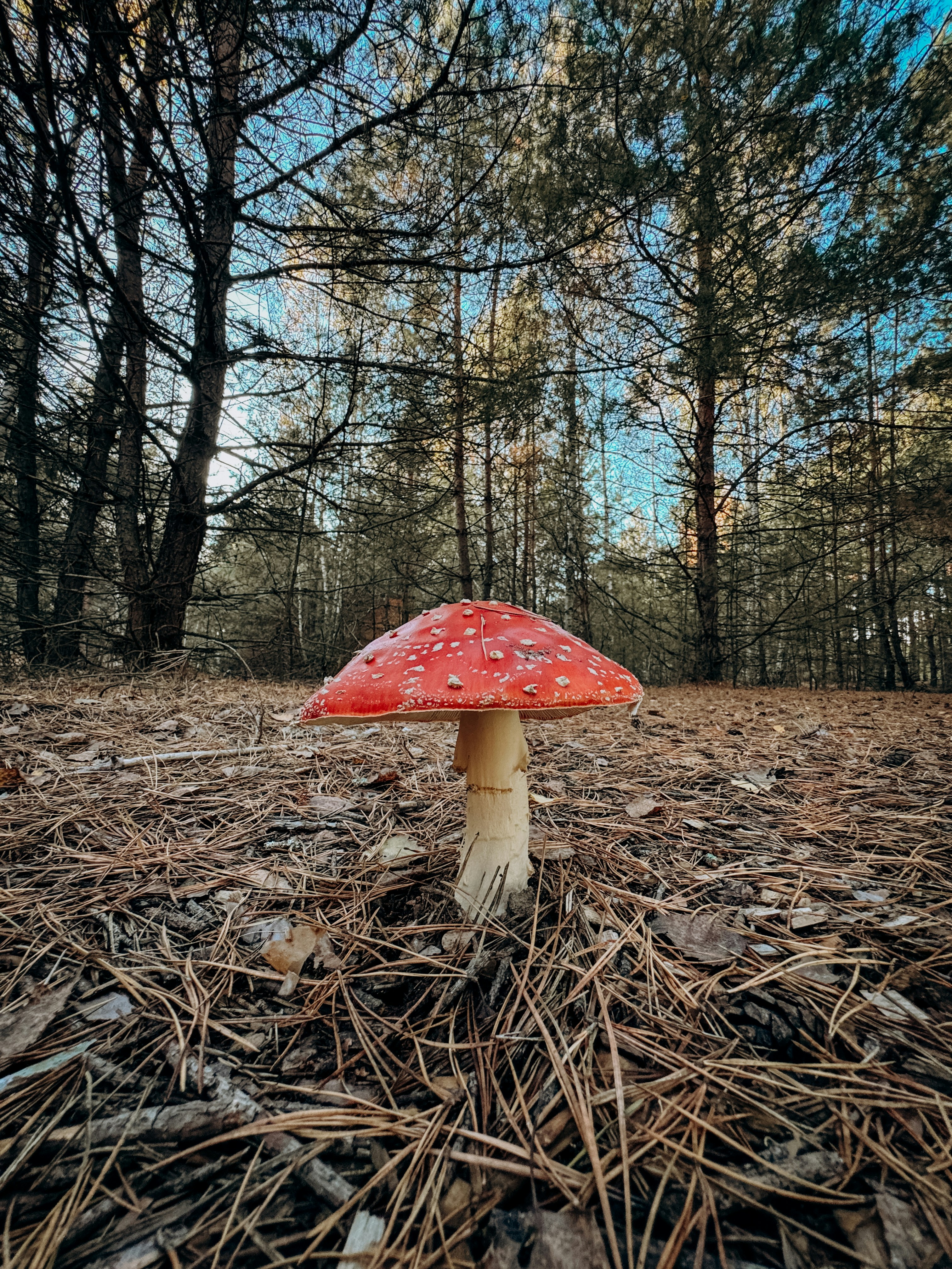 Ein roter Pilz, der mitten in einem Wald sitzt