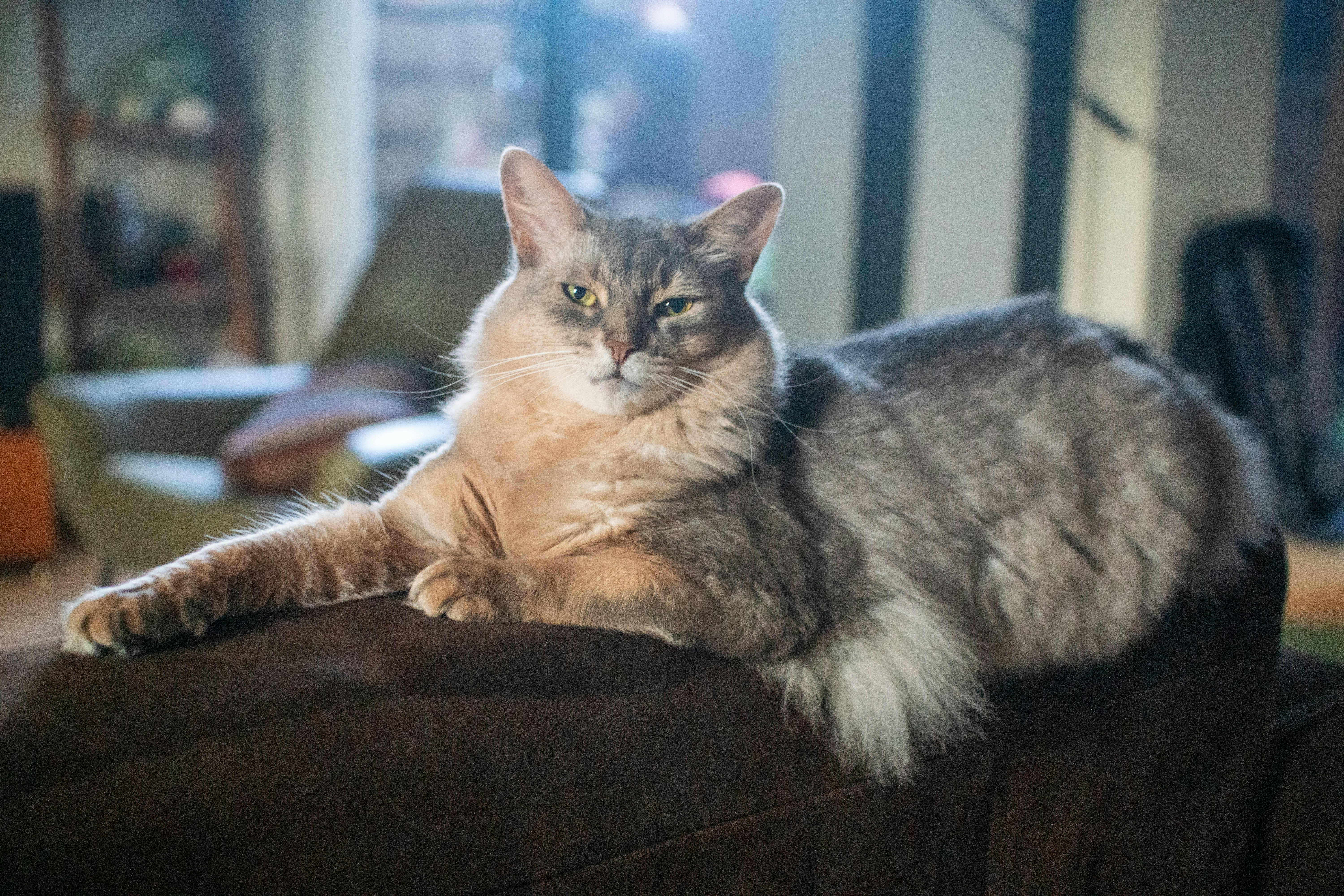 Somali (image credits: unsplash)