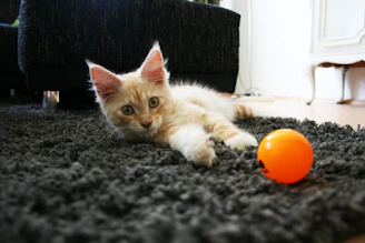 A cat laying on the floor next to an orange ball
