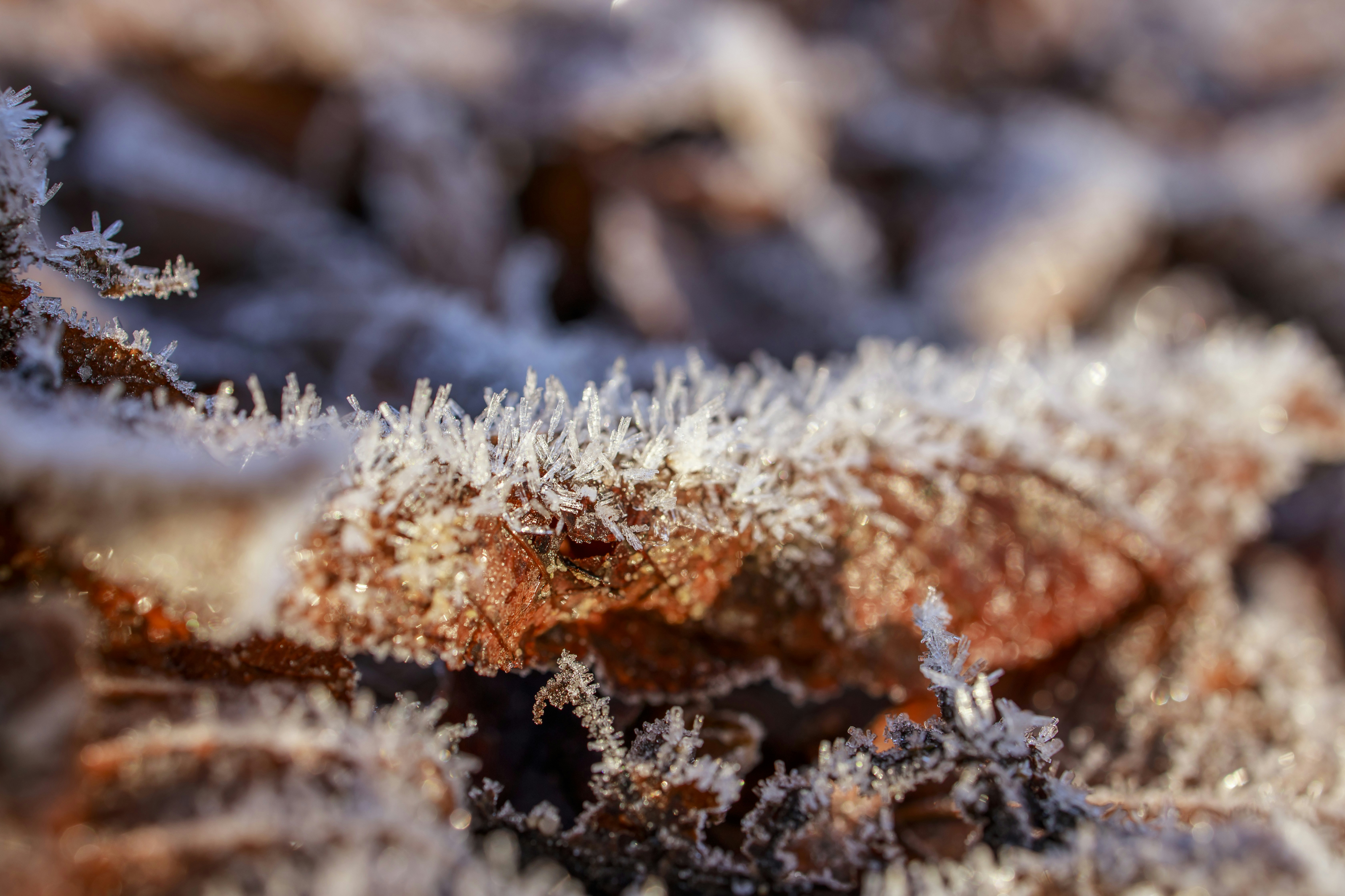 A close up of a plant with frost on it