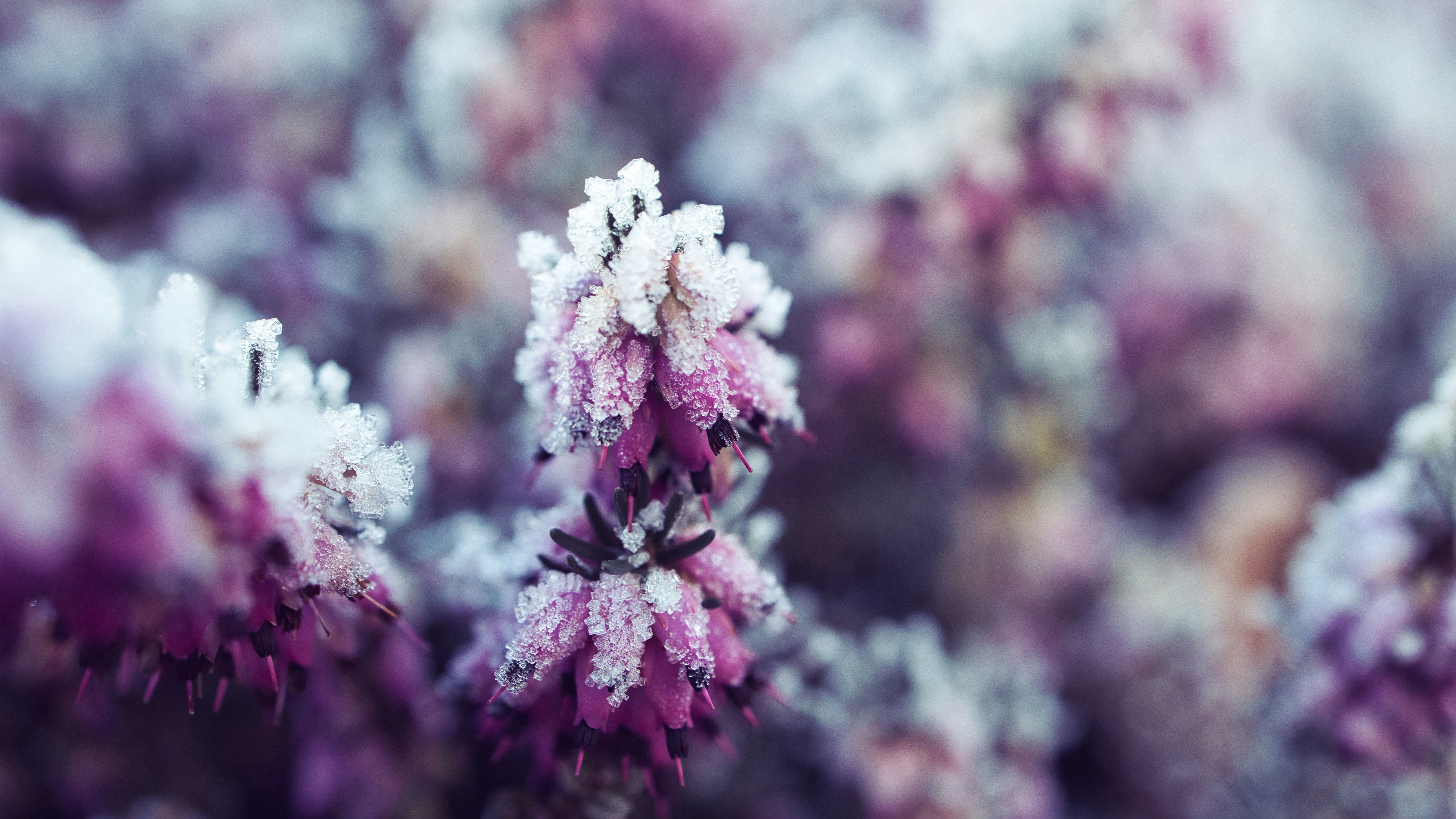 A close up of a purple flower with snow on it