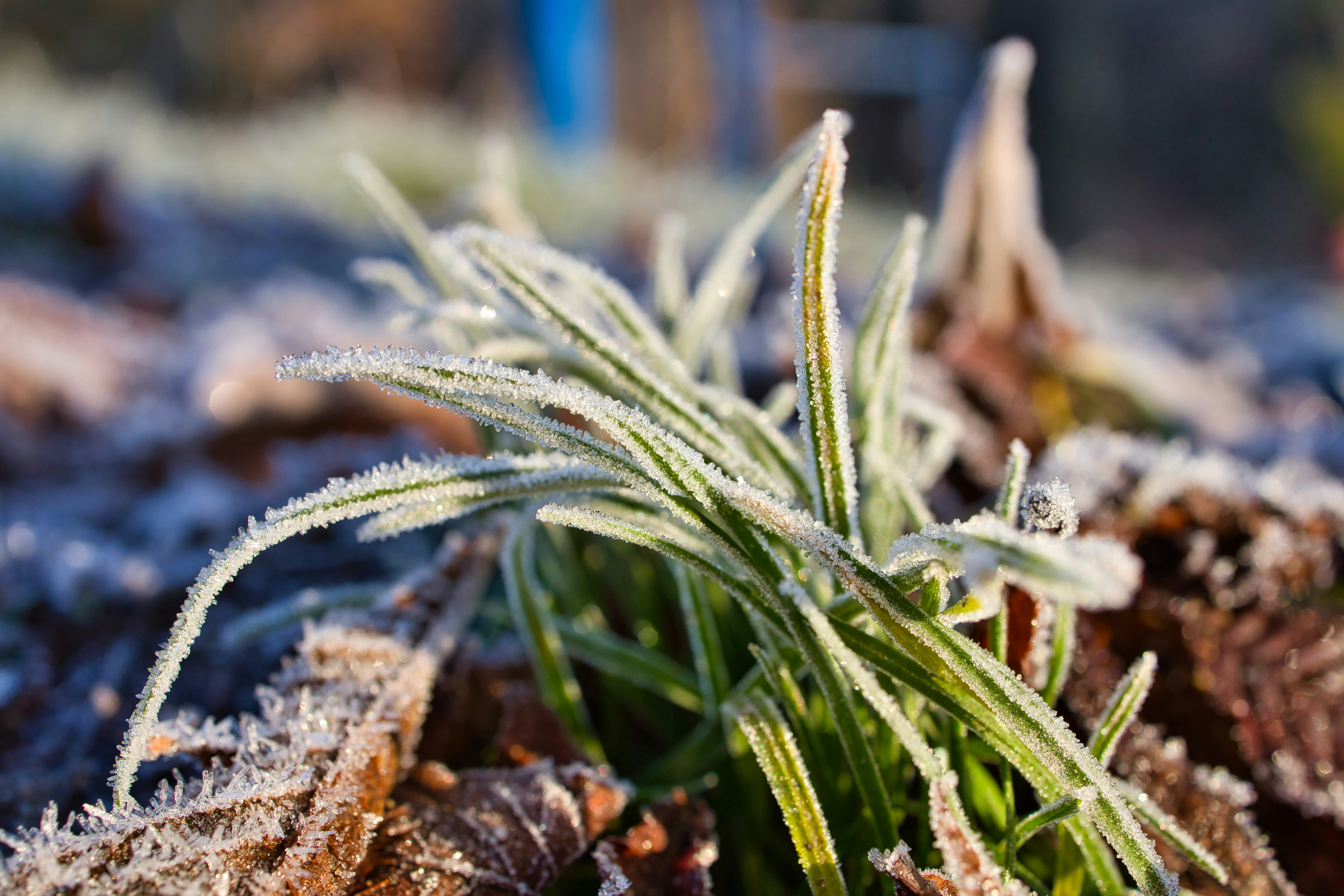 A close up of a plant with frost on it