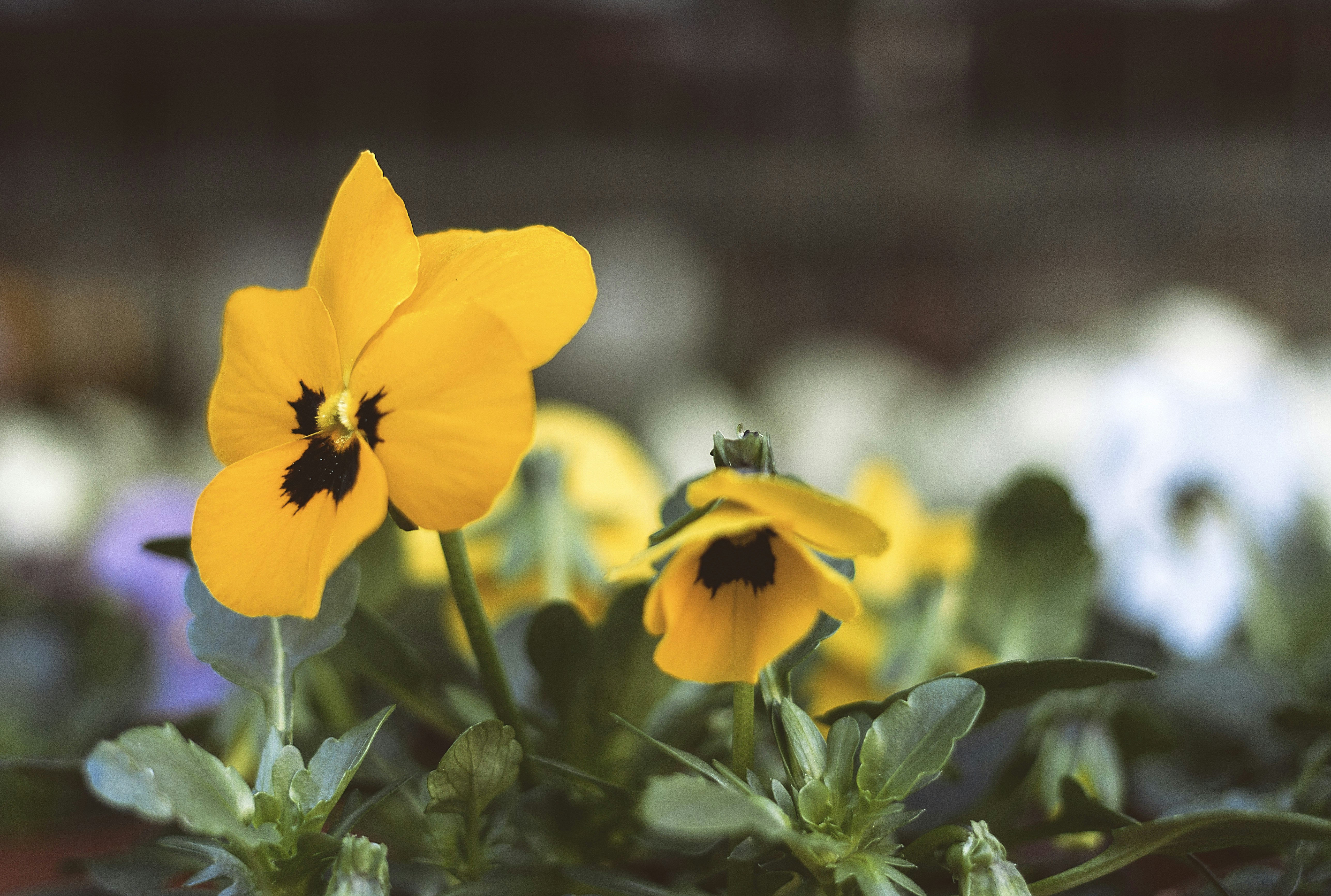 A group of yellow flowers with green leaves