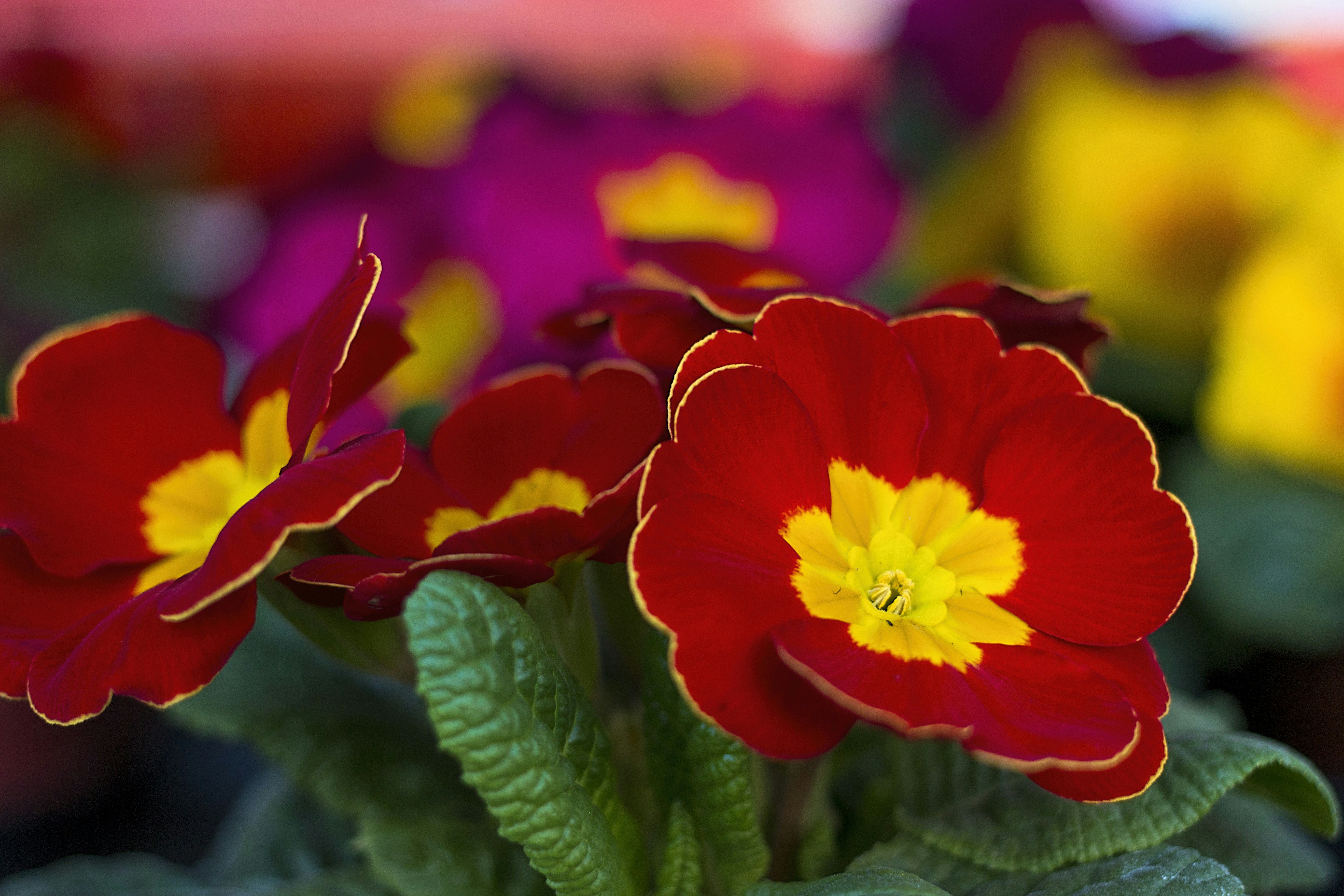 A group of red and yellow flowers in a pot