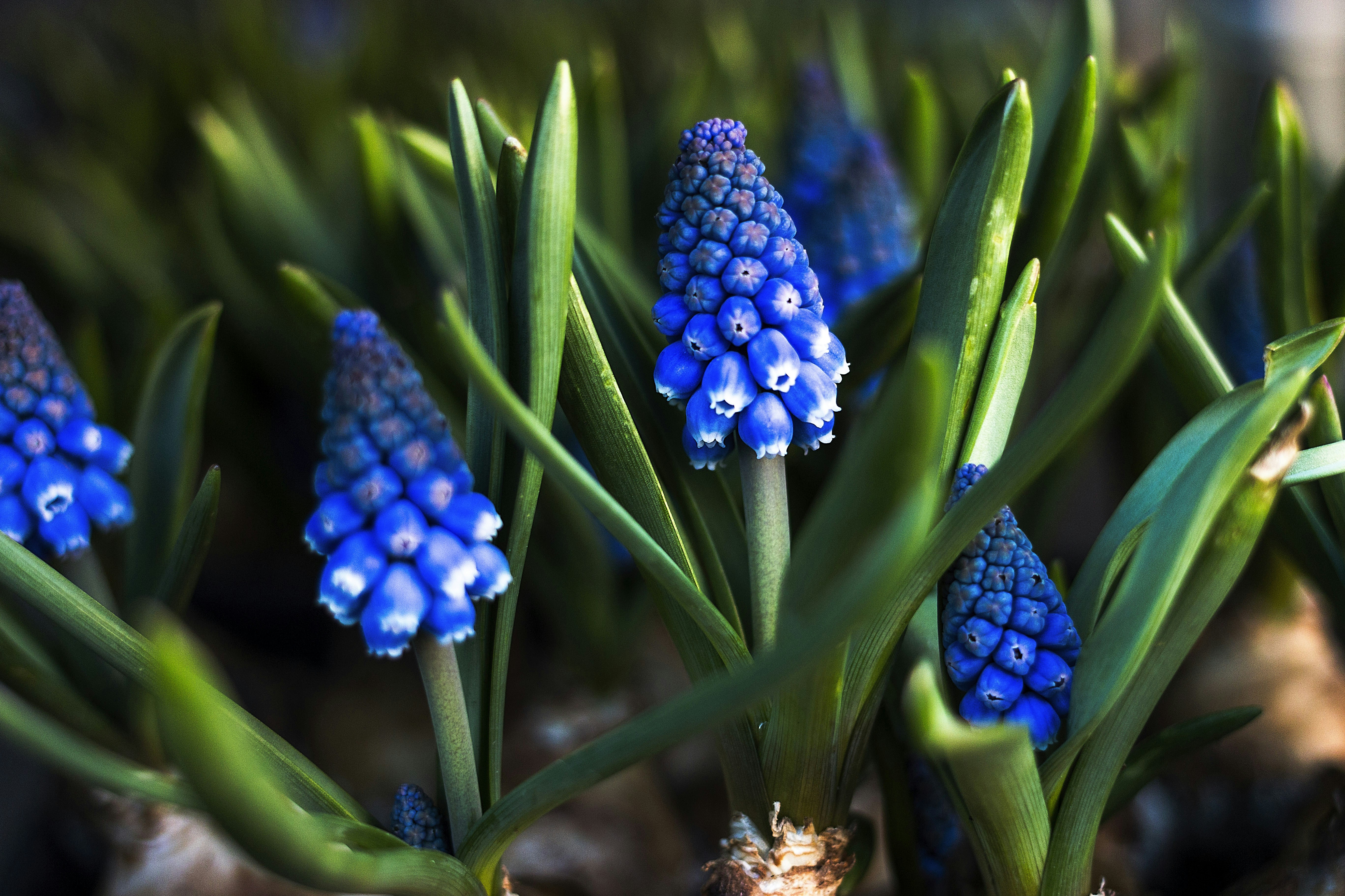 A group of blue flowers with green stems