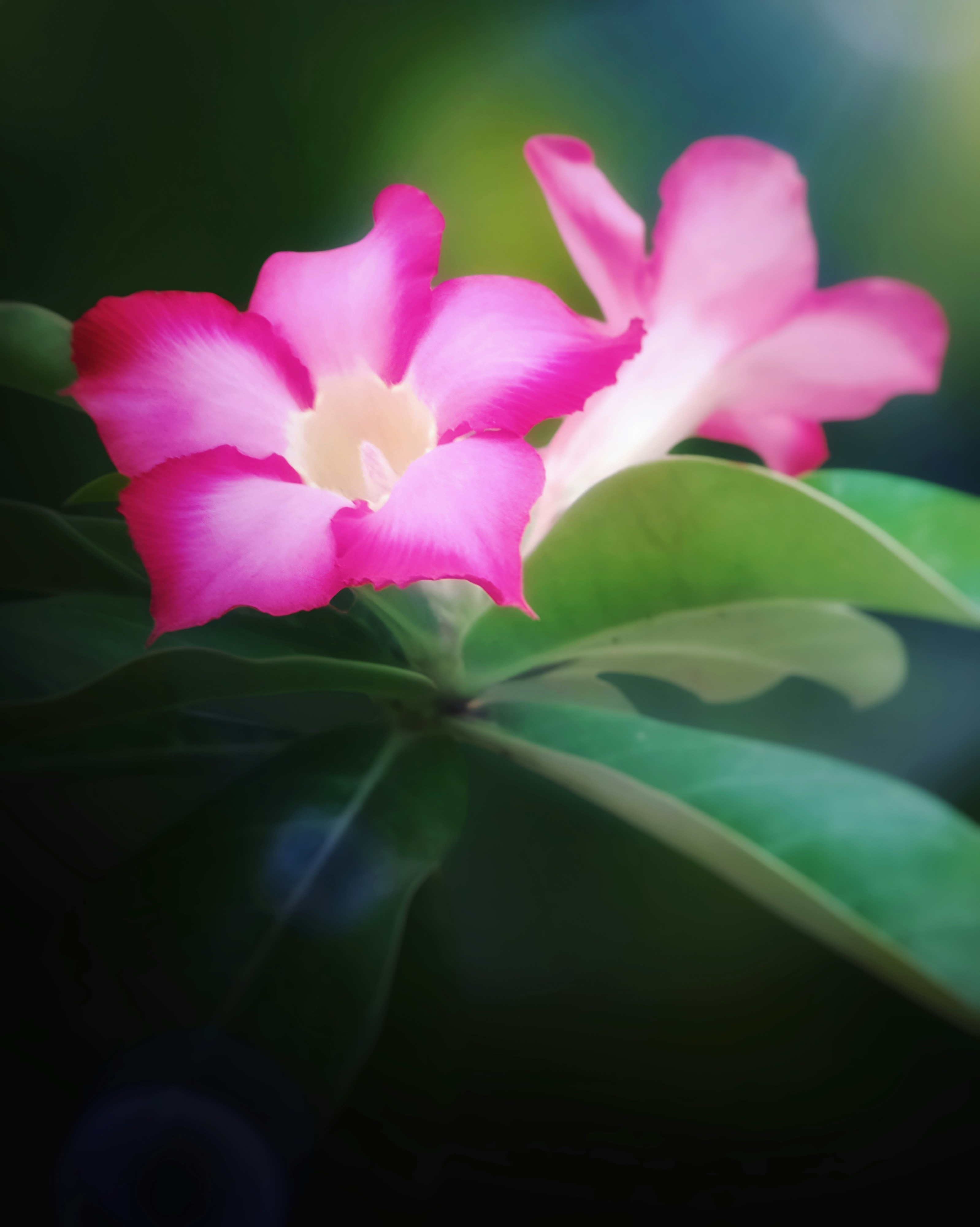 Photo by rudiirwanto