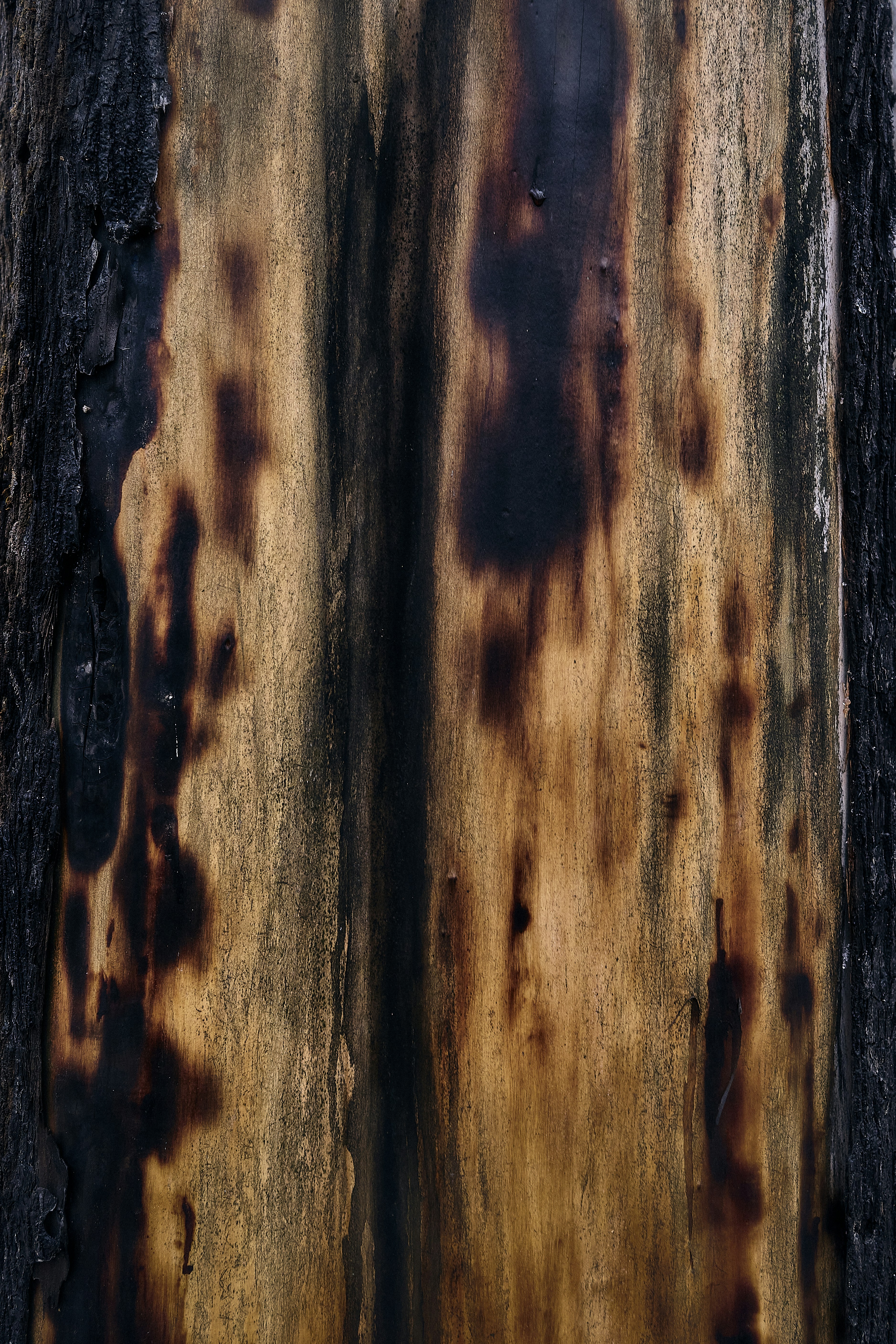 A close up of a tree trunk with rust on it