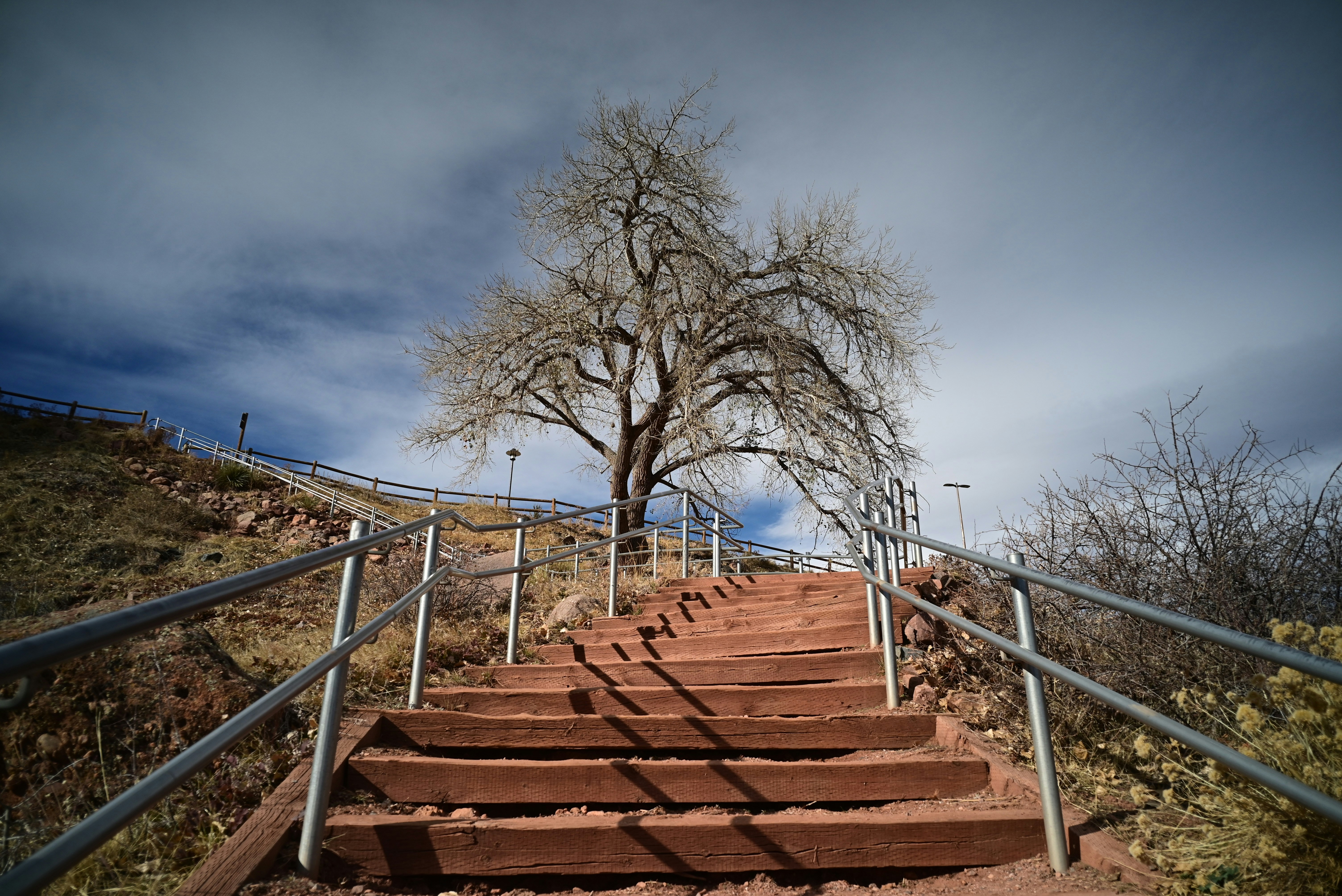 A set of stairs leading up to a tree